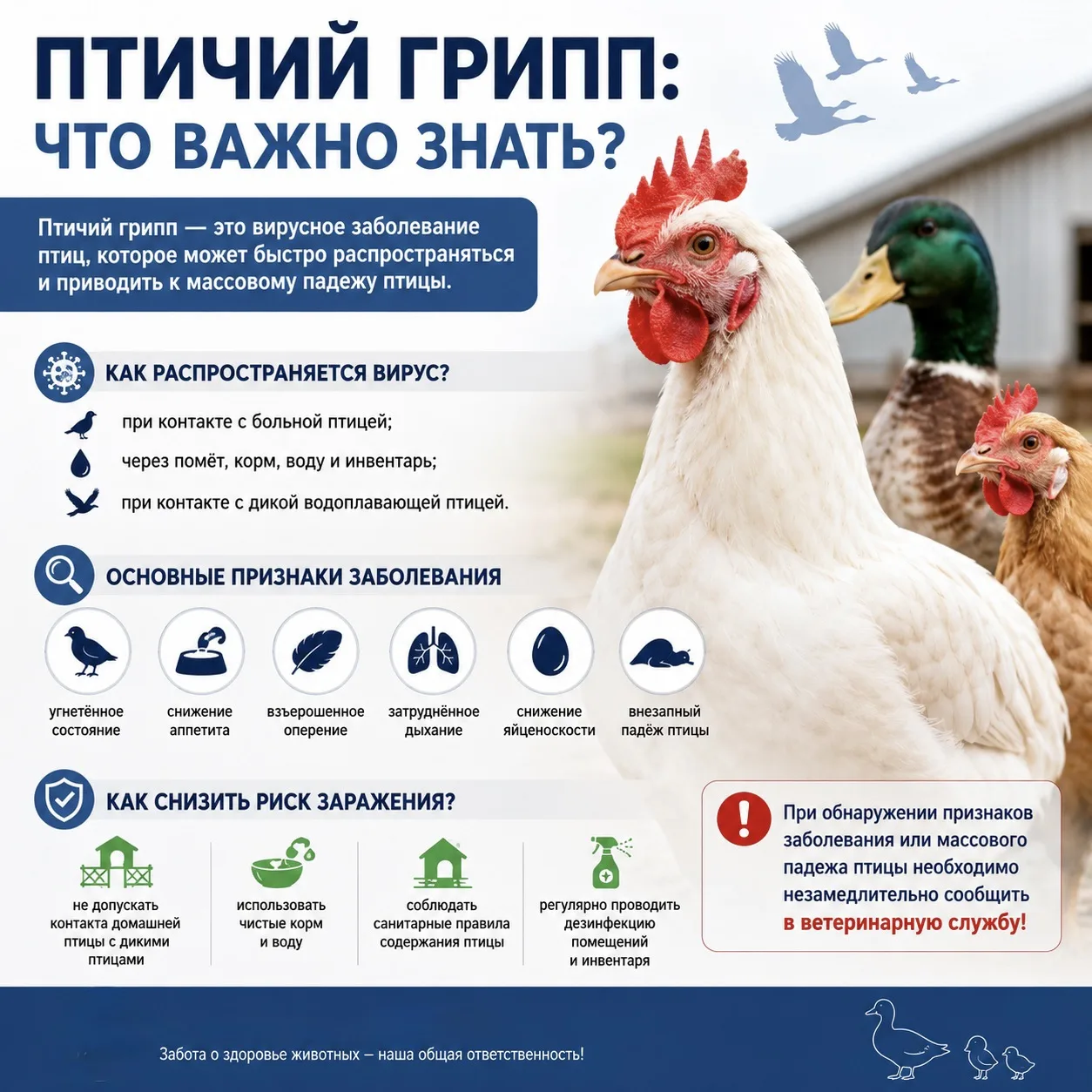 🐦 Птичий грипп: что важно знать владельцам птицы?

Птичий грипп (грипп птиц) — это высококонтагиозн