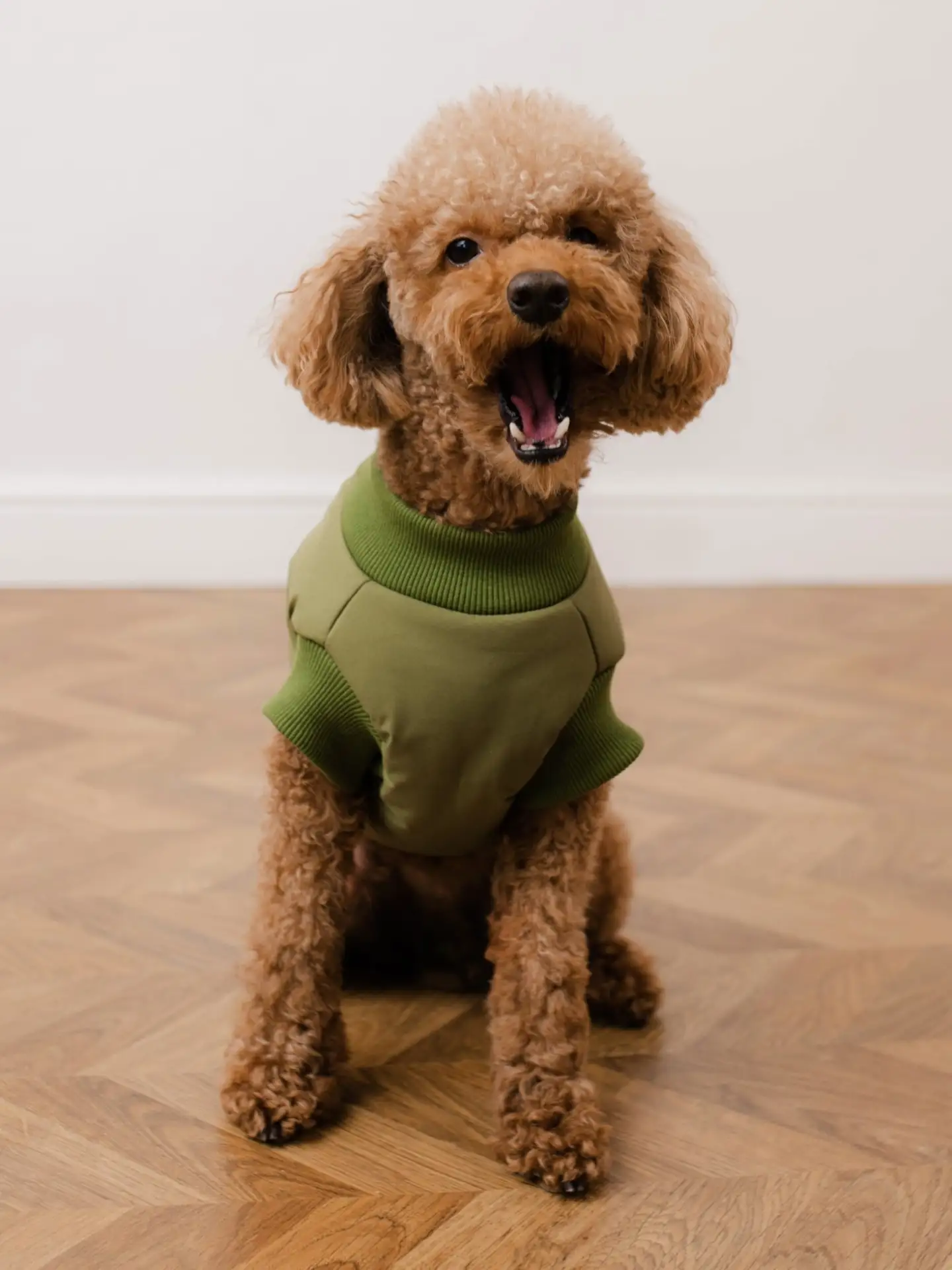 У нас большая новость, впервые в ToucanKids появилась одежда для собак! 🐶

Мы решили позаботиться о