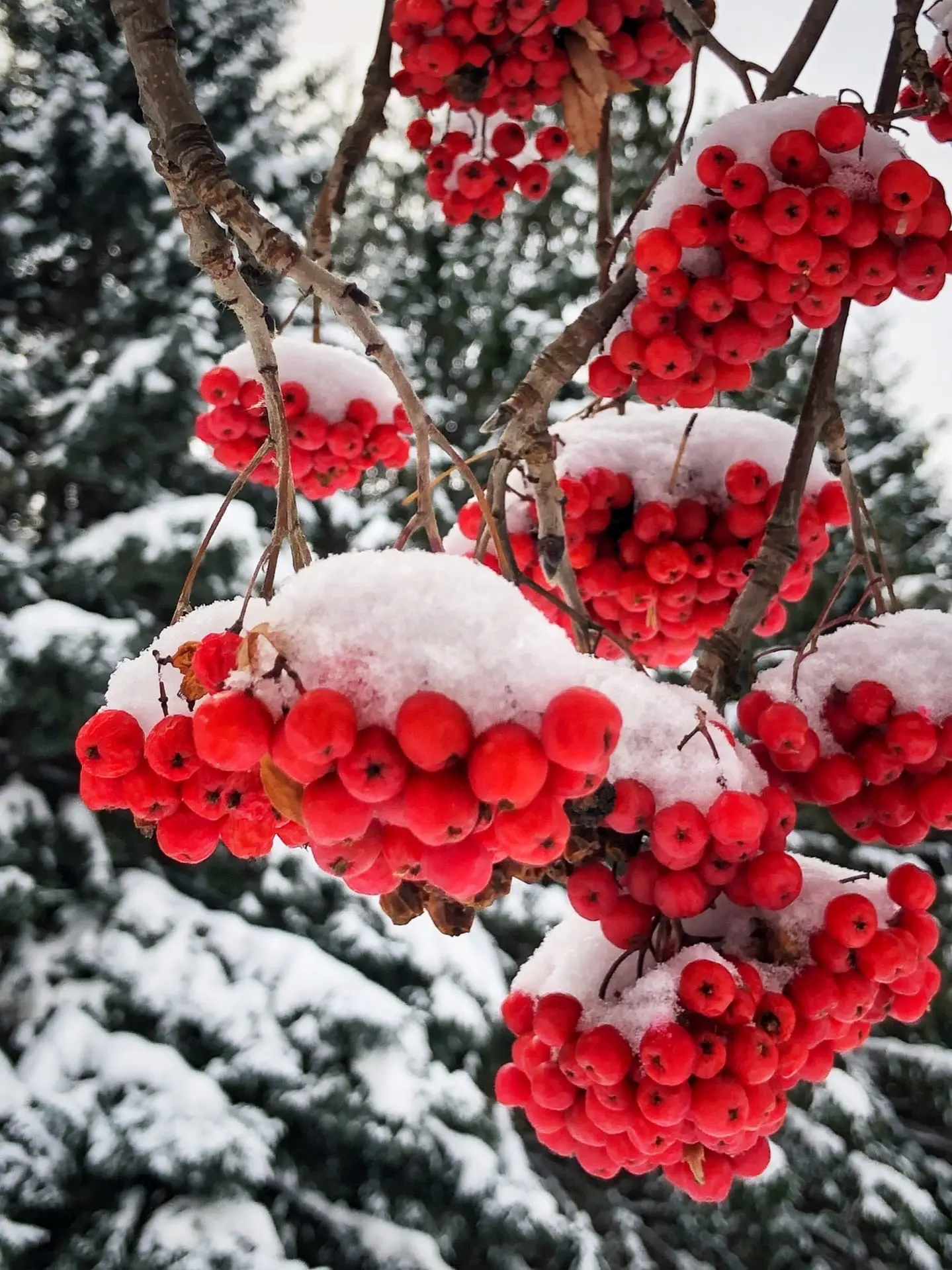 Люблю пушистую тёплую зиму ❄️