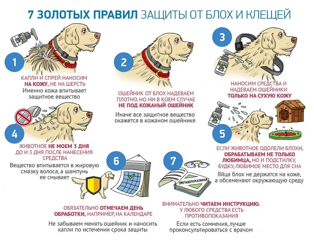 Домашние животные, особенно кошки и собаки, подвержены заражению различными паразитами. Блохи, клещи