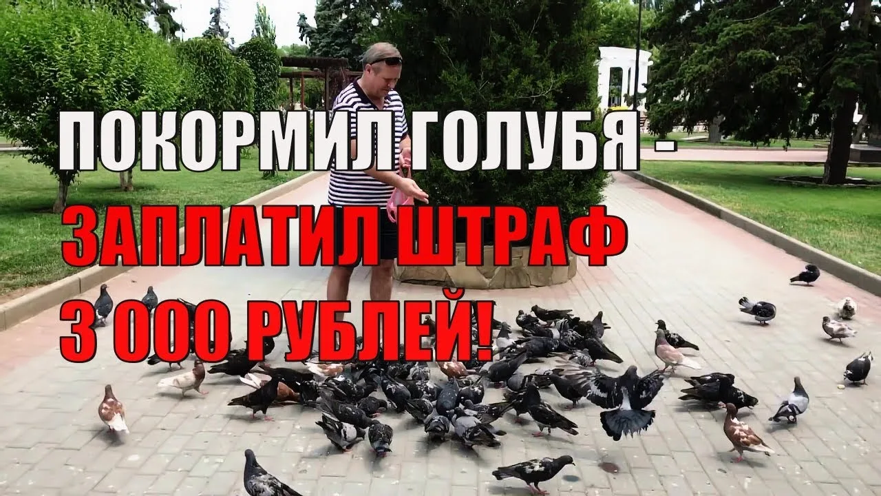 За кормление голубей можно получить штраф!🔺 За кормление голубей и других птиц рядом с жилыми домам