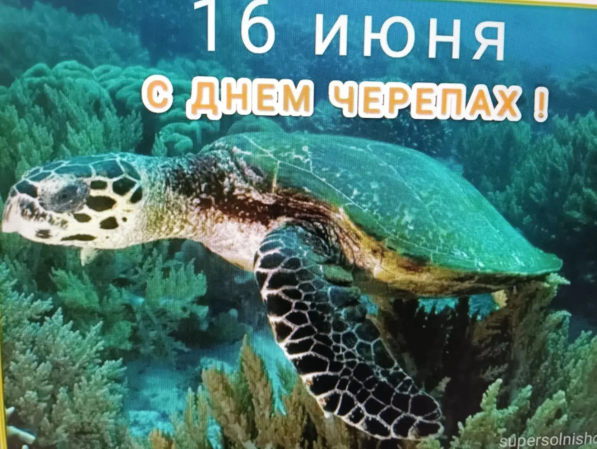 Много черепах бывает,
Разных видов и пород,
Есть морская — кто не знает,
И она в морях живет.
16 июн
