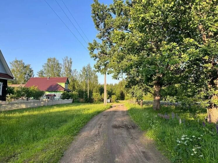 Петербург вошёл в топ-5 городов по онлайн-заказам товаров для дачи

С наступлением лета петербуржцы 