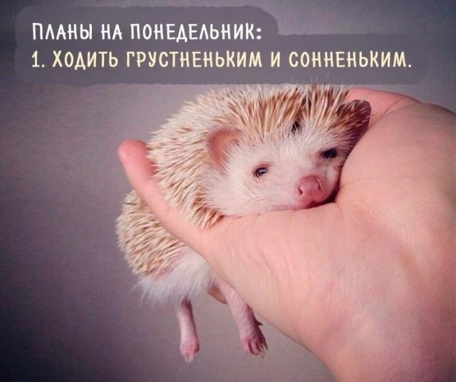 Утро. Рабочий день. И целых три недели завалов и нервотрёпки.

 Я решила так: каждые 2 часа — малень