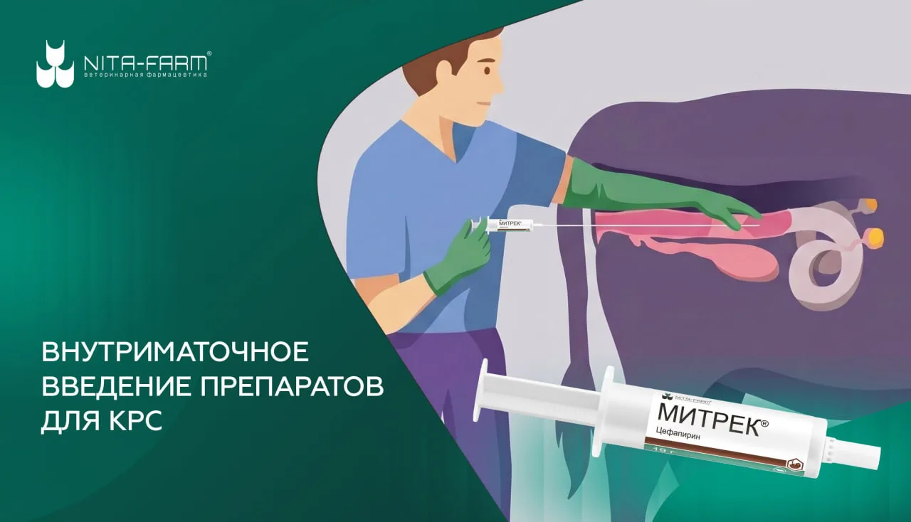 Внутриматочное введение препаратов для КРС является одним из эффективных методов лечения различных г