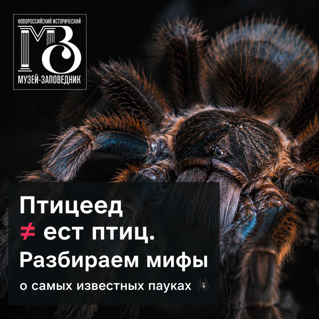 А какой миф о пауках слышали вы? Пишите в комментариях https://vk.ru/novomusei

Приходите на выставк