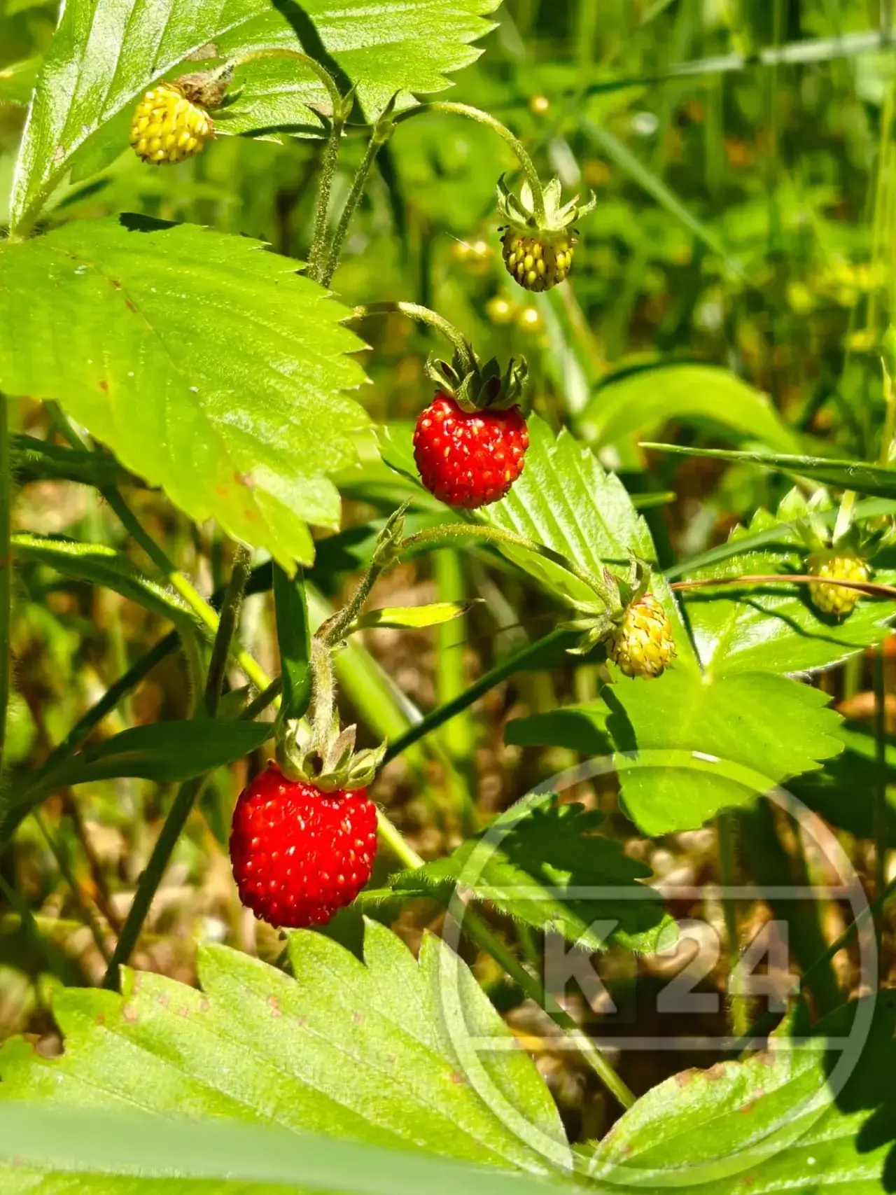 А под кингисеппом, между прочим, в лесу во всю зреет земляника! 🍓🍓🍓

Фото от подписчика

По новос