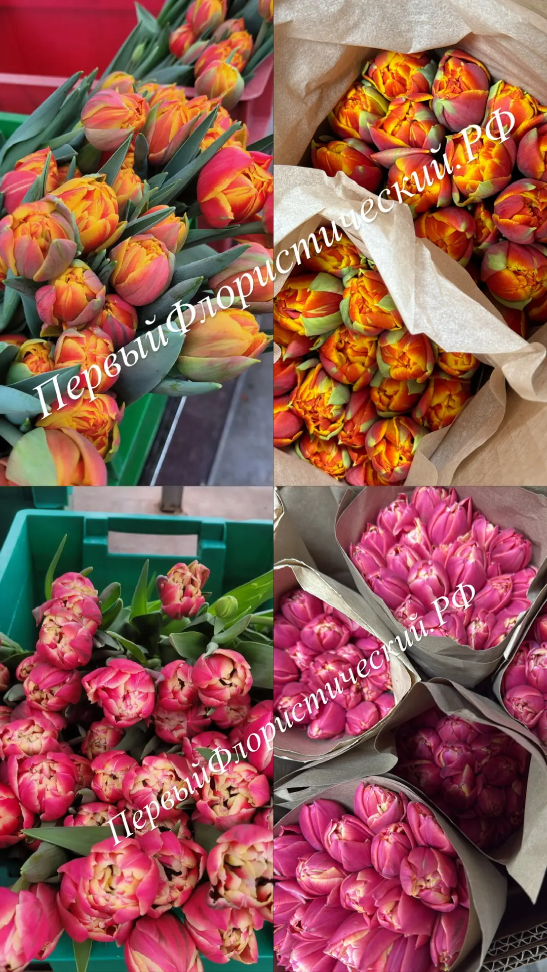 Продолжаем рассказ про наши тюльпаны💐

🌸Коламбус (Columbus) 
Нежный и в то же время выразительный 