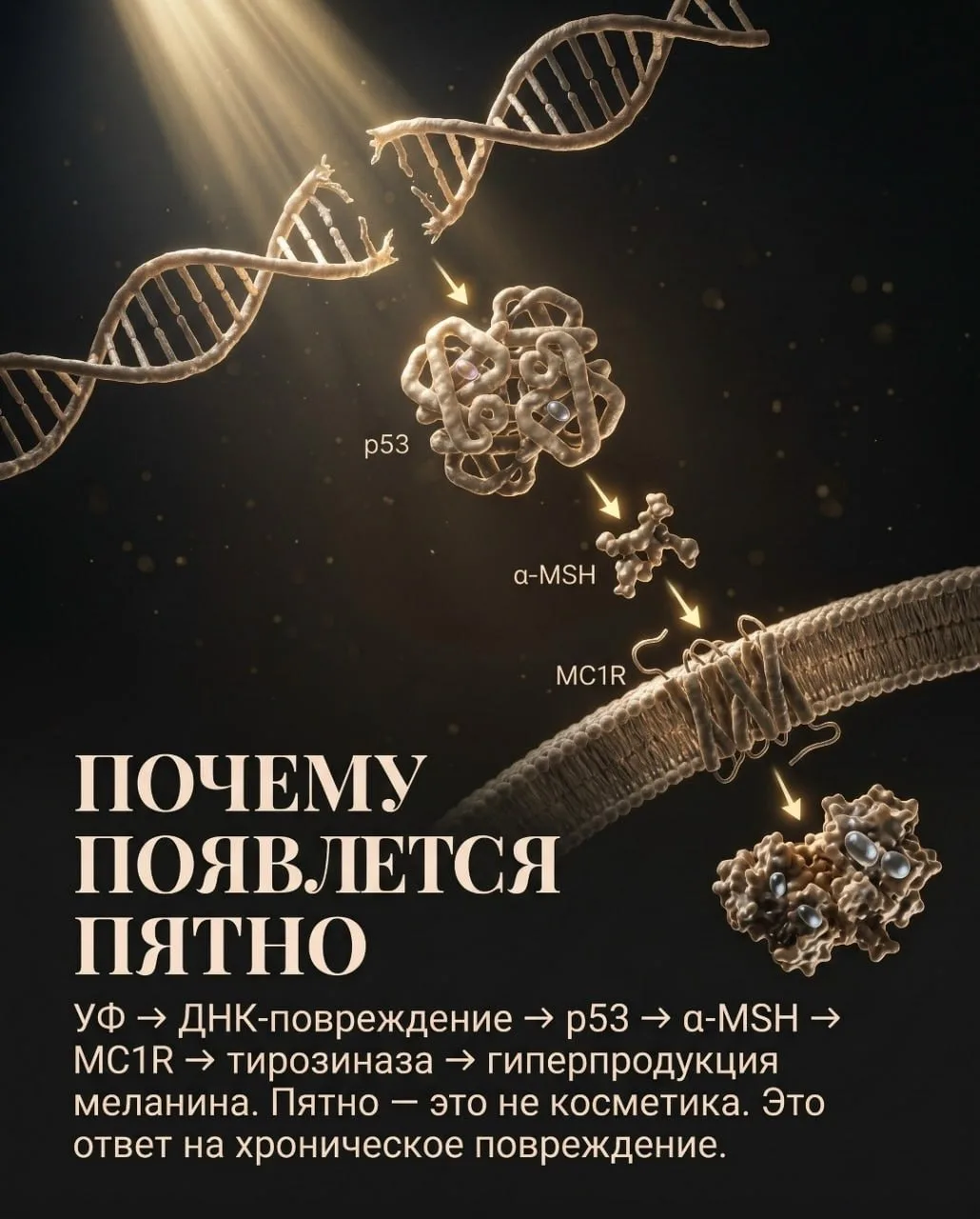 Пигментное пятно — это не косметический дефект. Это финал расстрельной команды.

Мы привыкли думать,