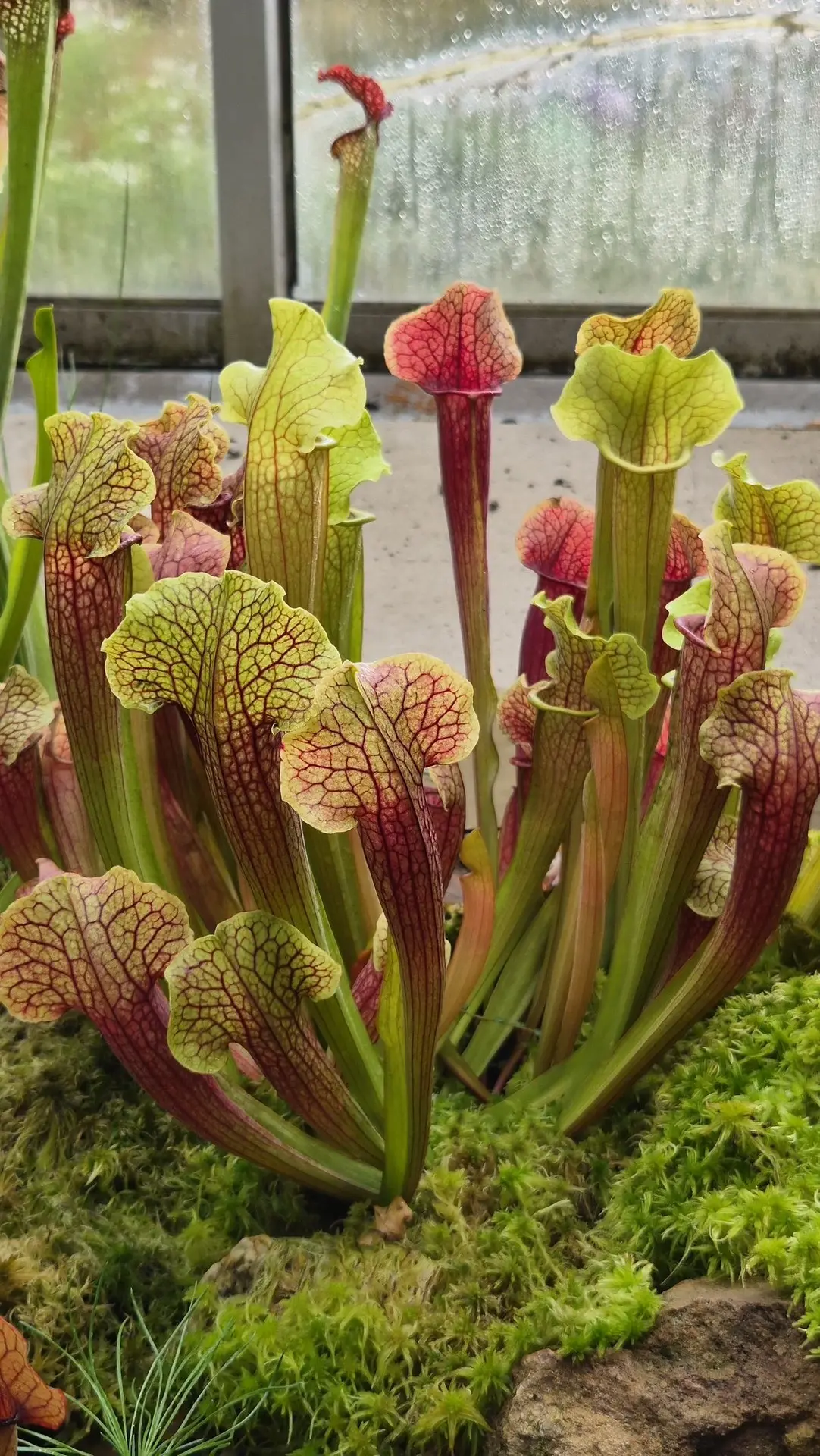 🌱 Саррацения (Sarracenia purpurea): насекомоядное чудо

Саррацения — хищное растение родом из Север