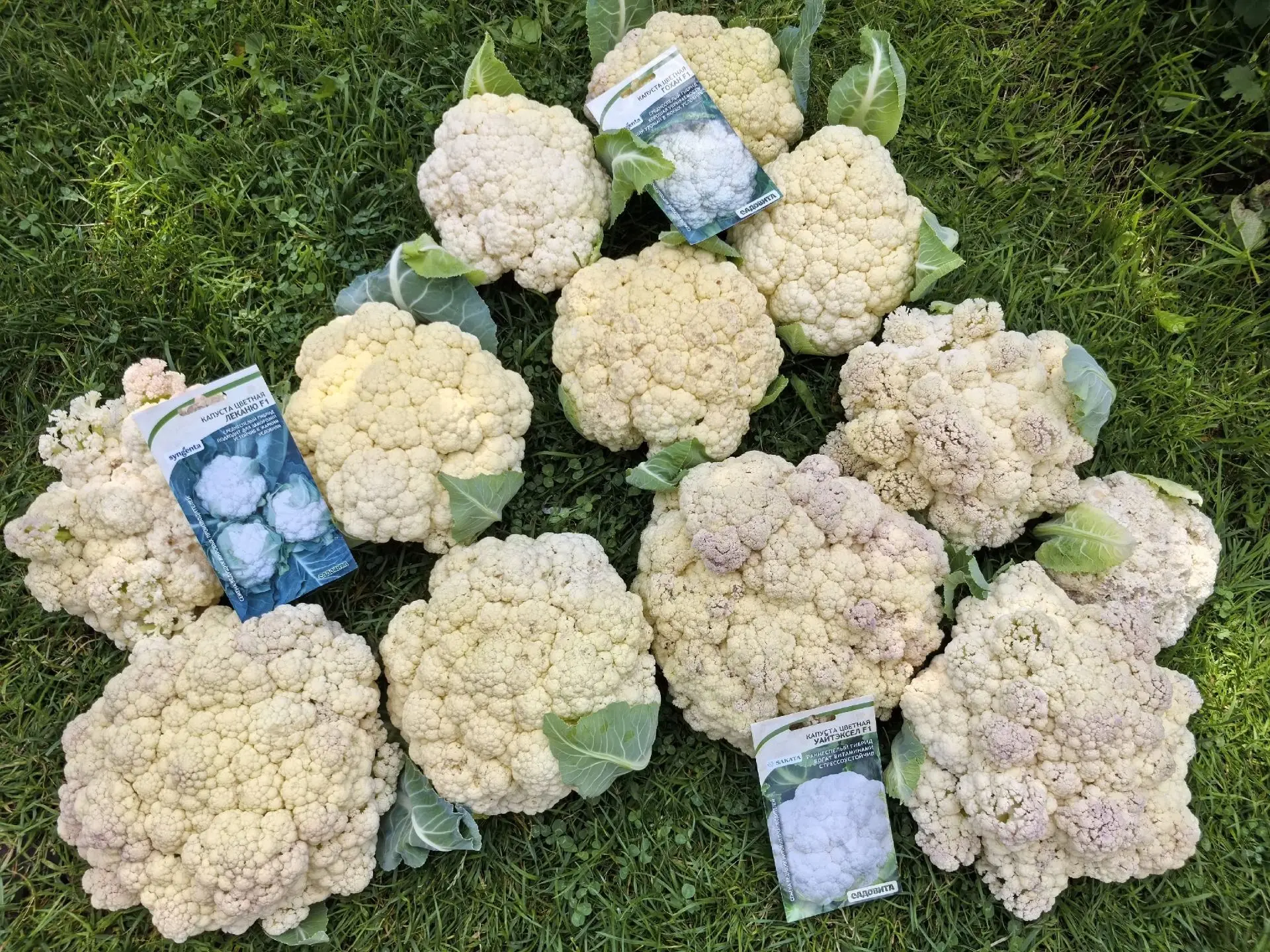 5 шагов и кочан завяжется👇 
                                                                       