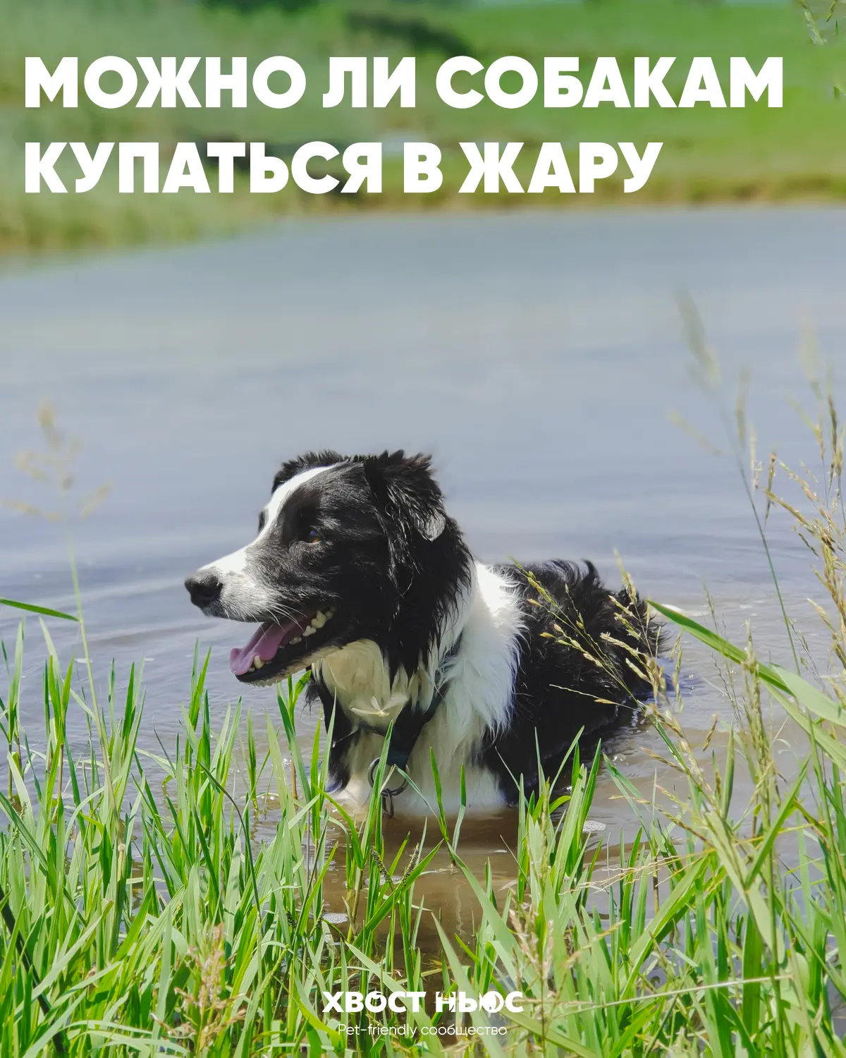 Берегись водоема: можно ли собакам купаться в жару?

В жаркие дни многие питомцы сами тянутся к воде