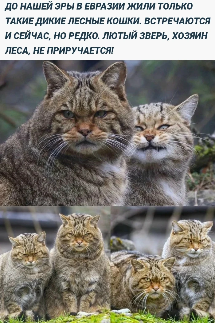 Суровое: