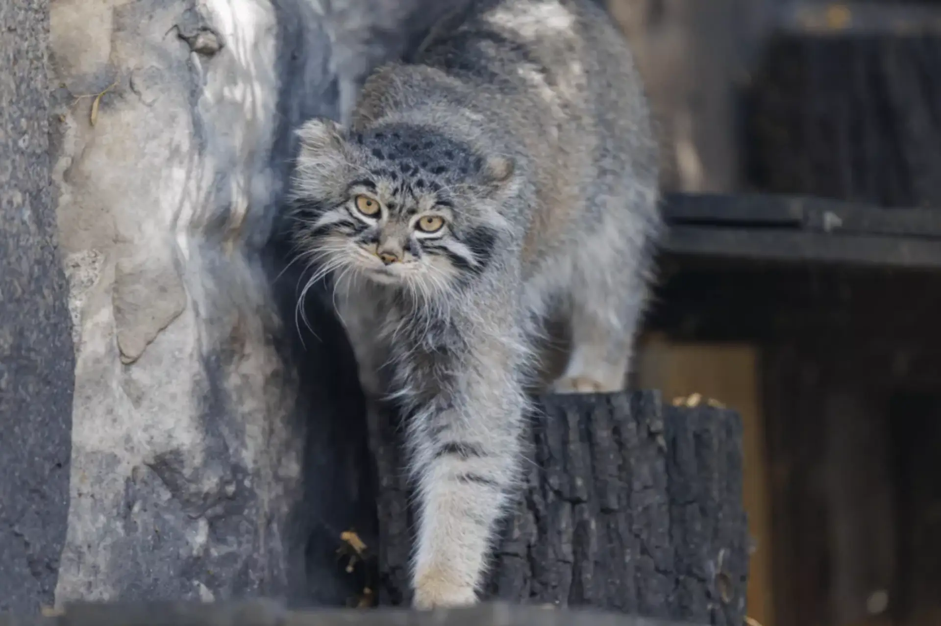 С днем рождения, мастер зажировки: манулу Тимофею исполнилось 6 лет 🐾

Вчера самый суровый именинни