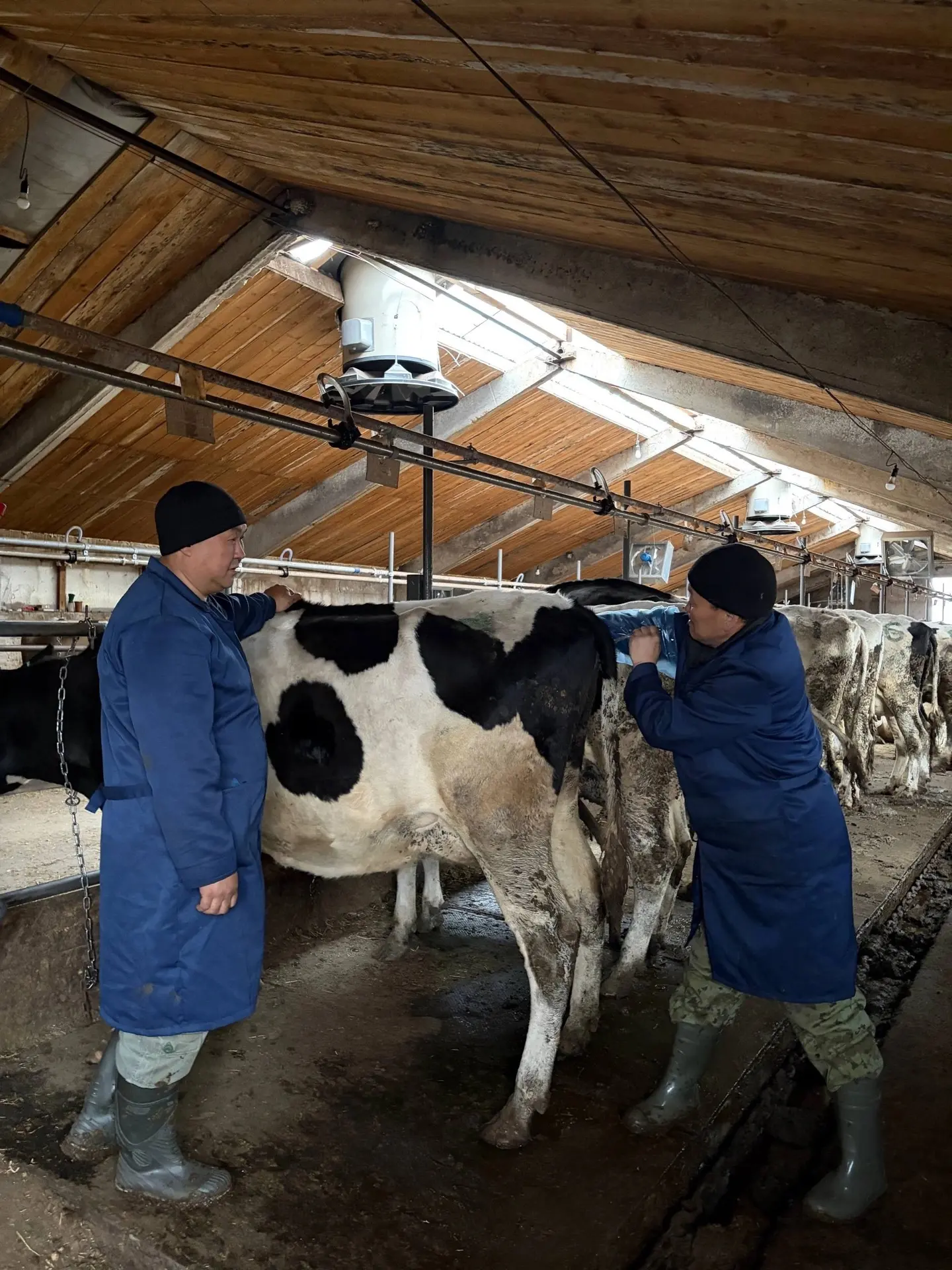🐮 ИМЦ приглашает на обучение по искусственному осеменению

22 и 23 июня состоится двухдневный курс 