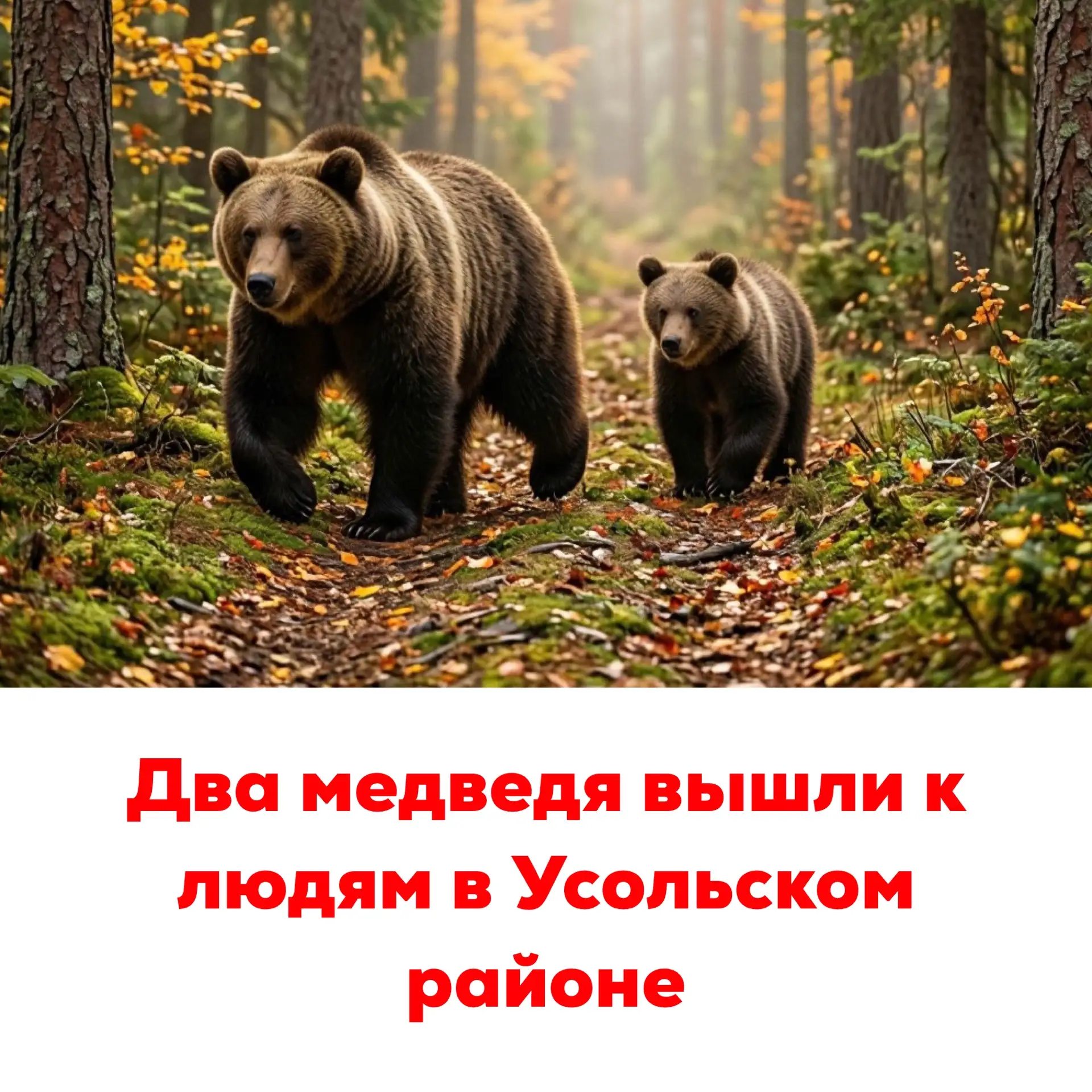 🔴Два медведя вышли к людям в Усольском районе

Утром 11 июня в Усольском районе заметили двух медев
