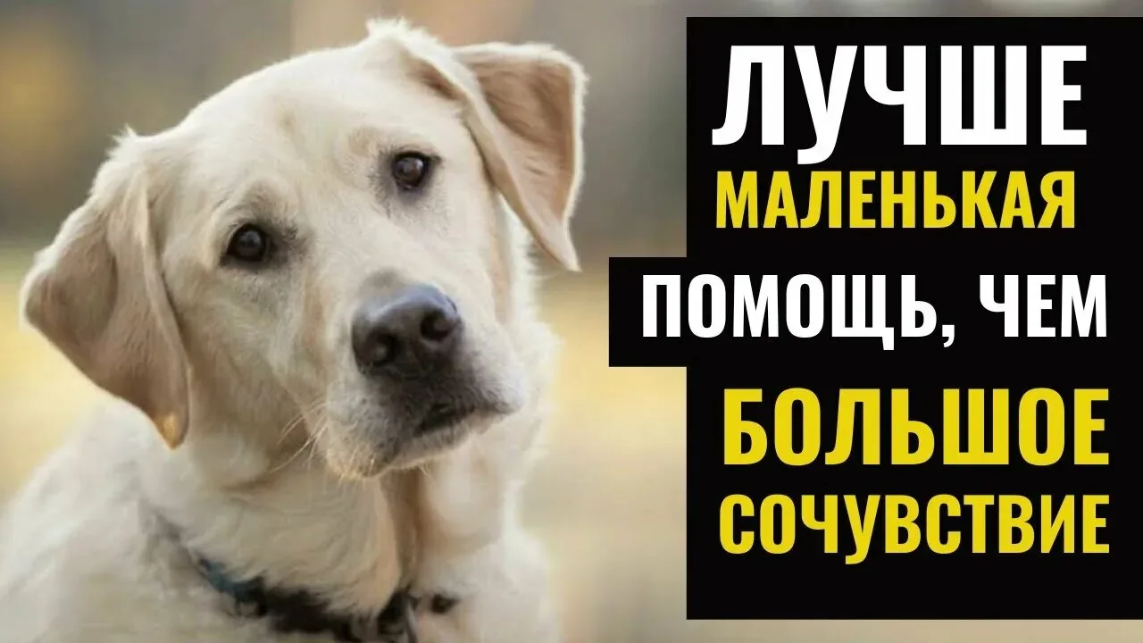 🐾Сбор гуманитарной помощи для животных! 🐾

📎Уважаемые учащиеся и родители! Предлагаем принять уча