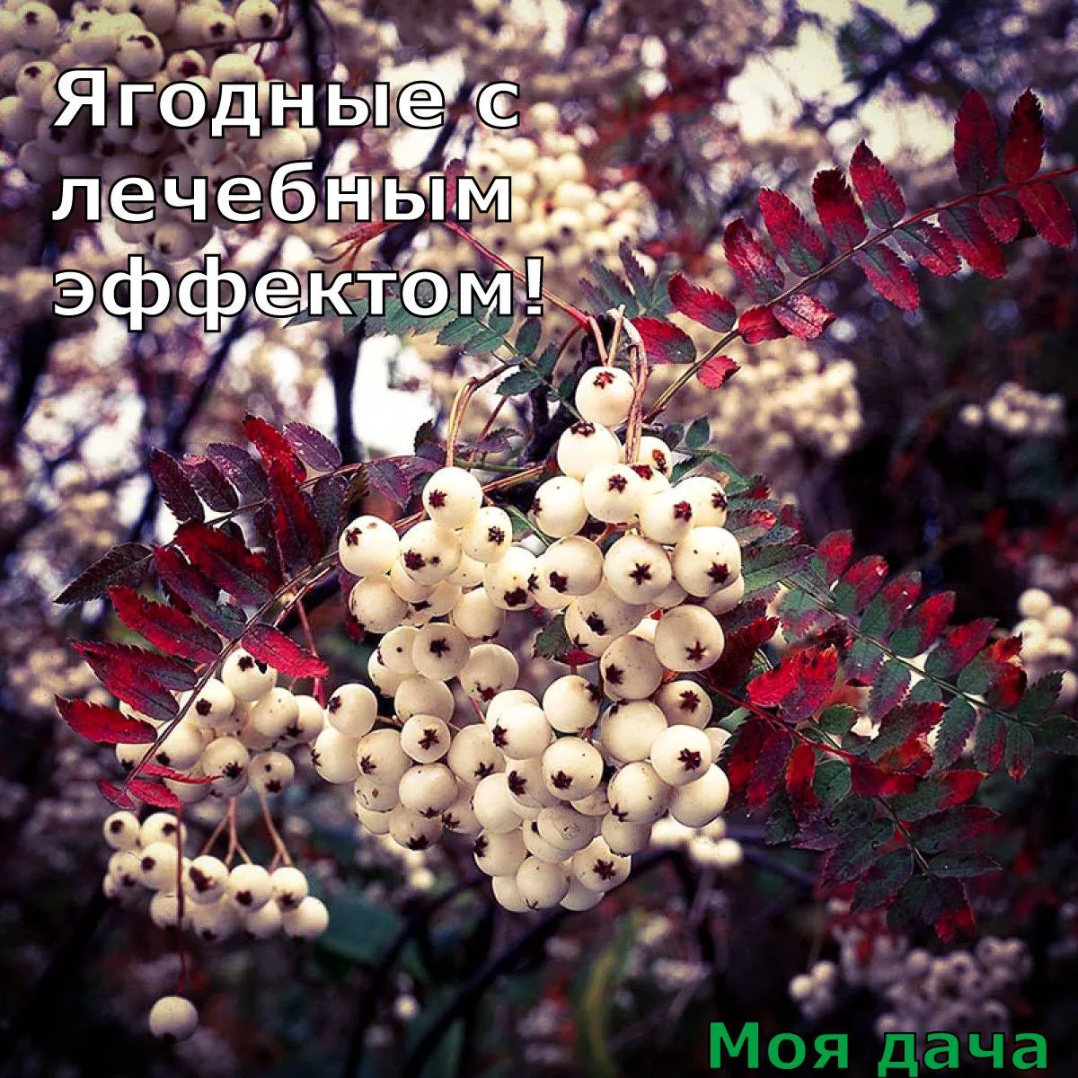 Ягодные с лечебным эффектом 🍓

Пусть ваш сад станет источником здоровья. Делимся подборкой культур 