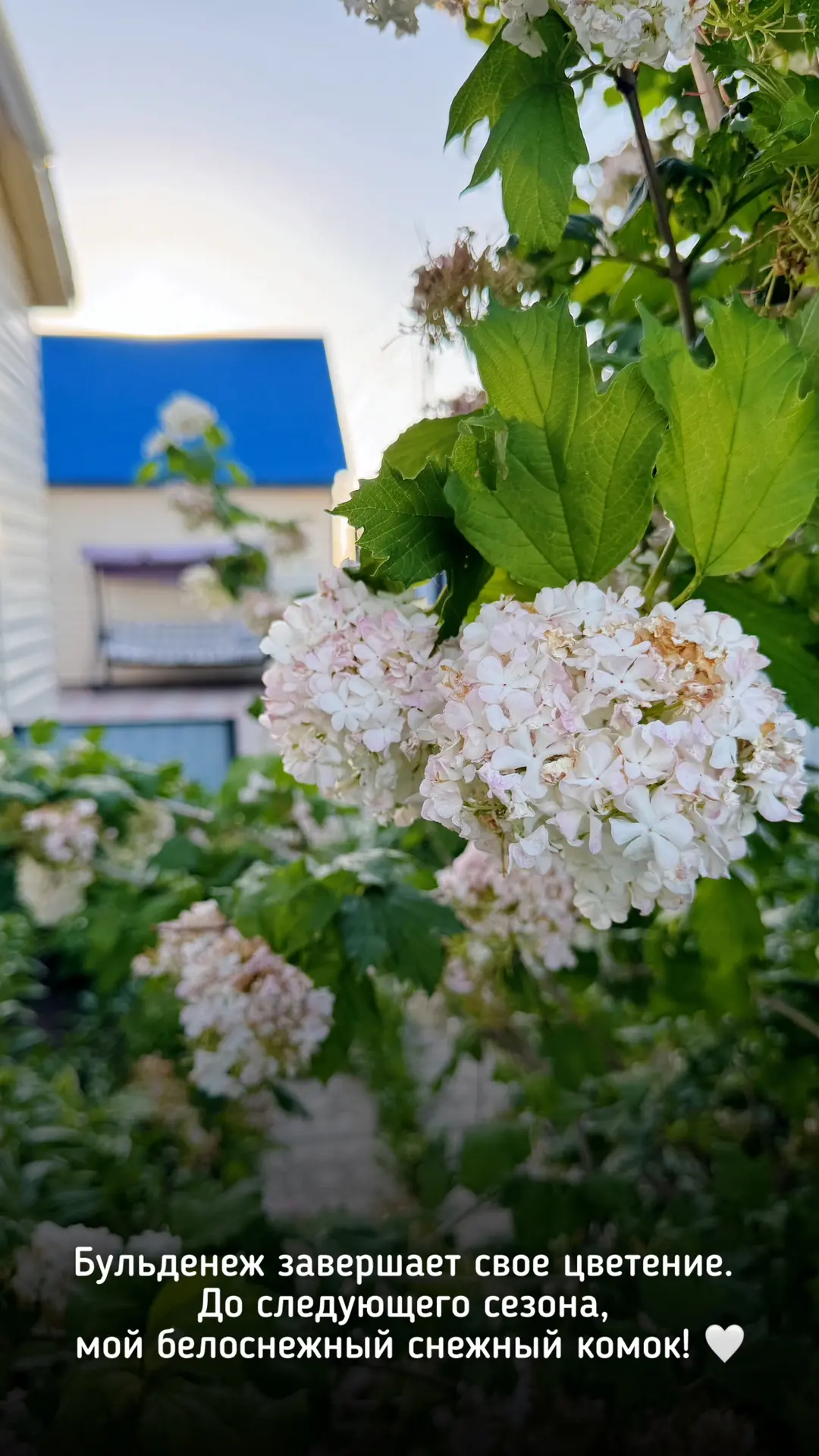Бакчамның төп бизәге булган Бульденеж чәчәк атуын тәмамлый. Киләсе сезонга кадәр сау бул, минем ап-а