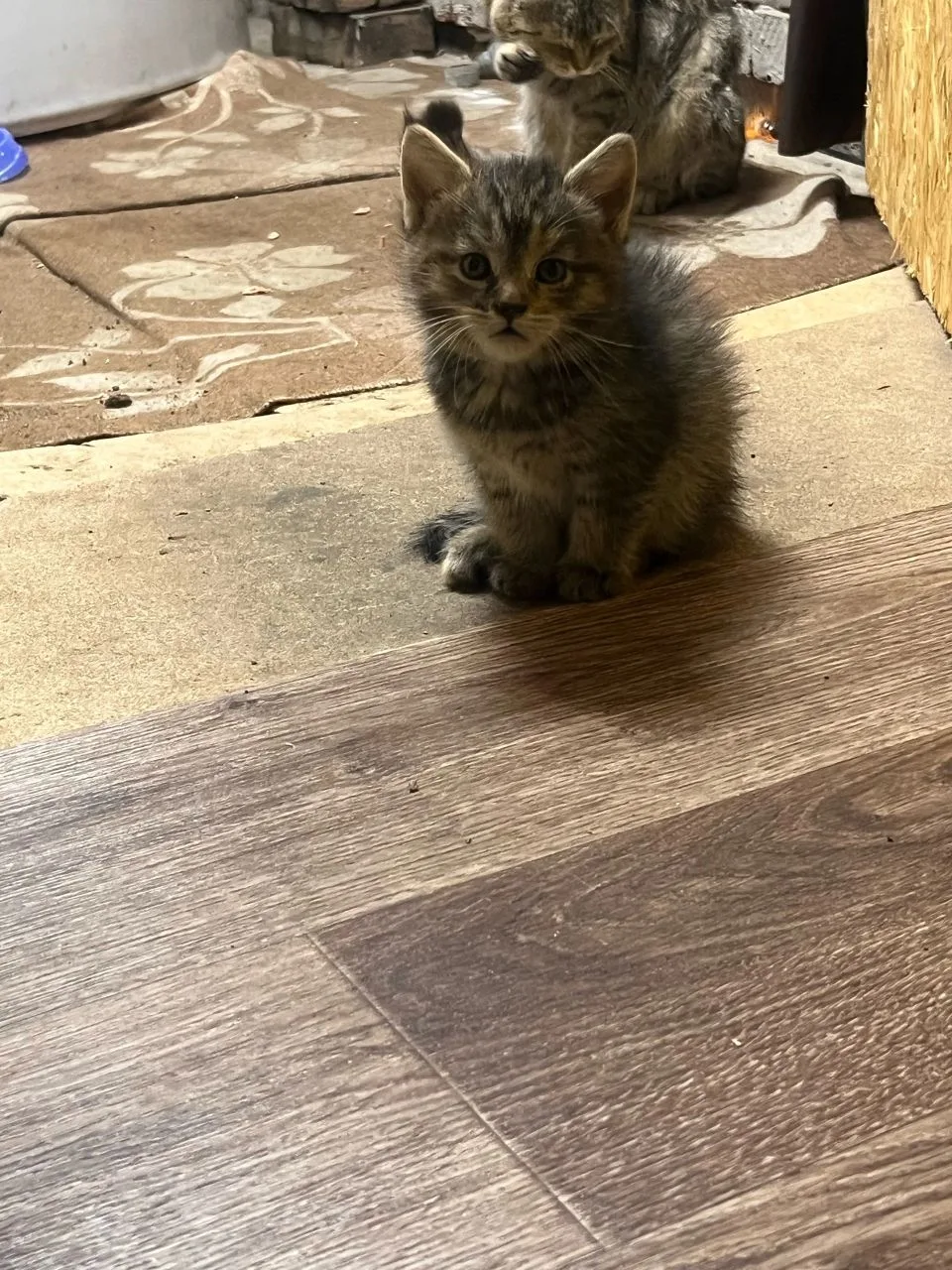 Отдам котят в хорошие руки