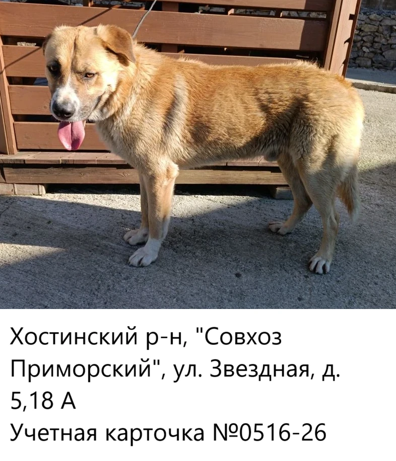 04.06.2026 был отлов собак по адресам:
Центральный р-н:
- Мамайка ул Фадеева, ул Плеханова
- пер. До