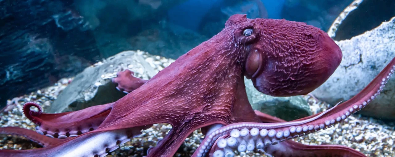 🐙 Осьминоги. Интроверты с инженерным складом ума

Умны, подозрительны и не доверяют миру по умолчан