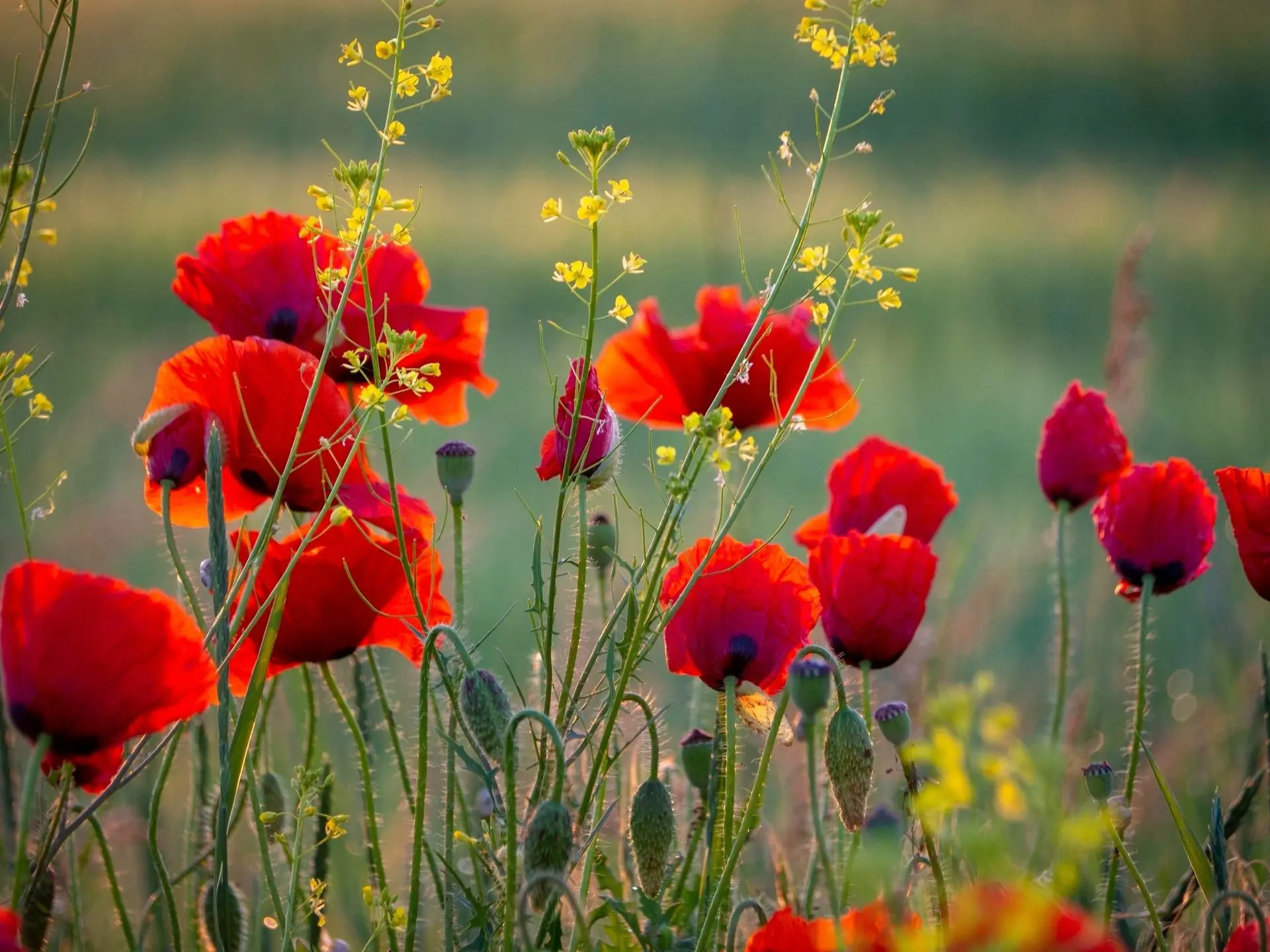 🌺 Маковое фламенко на Ставрополье

📸 Лейла Свекольникова