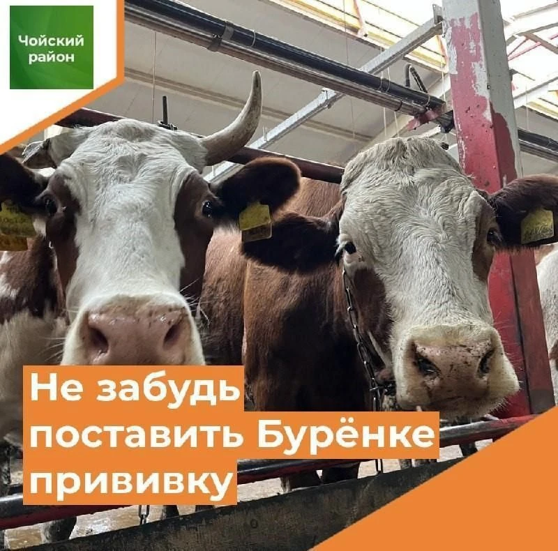 ❗️Вниманию владельцев крупно-рогатого и мелко-рогатого скота сёл Чоя и Гусевка.

Завтра, 6 июня, сот