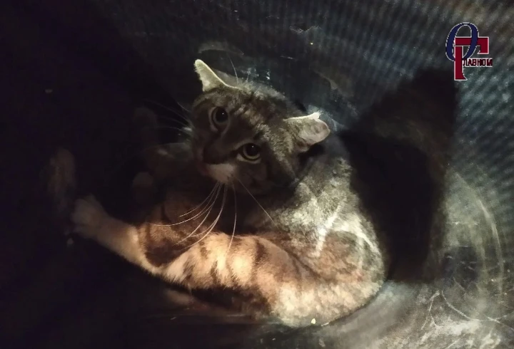 🐱 Петербургского кота Кузю спасали почти неделю

Добрый день, с вами Мария Донцова. И сегодня — ист