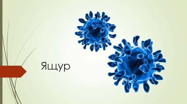 ЯЩУР
- острое вирусное заболевание, которым может болеть человек.
❗К ящуру восприимчивы:
▪крупный ро
