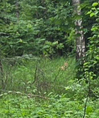 В лесопарке "Высота" заметили лису 🦊

НЕ ЗАБУДЬ ПОДПИСАТЬСЯ ⤵️