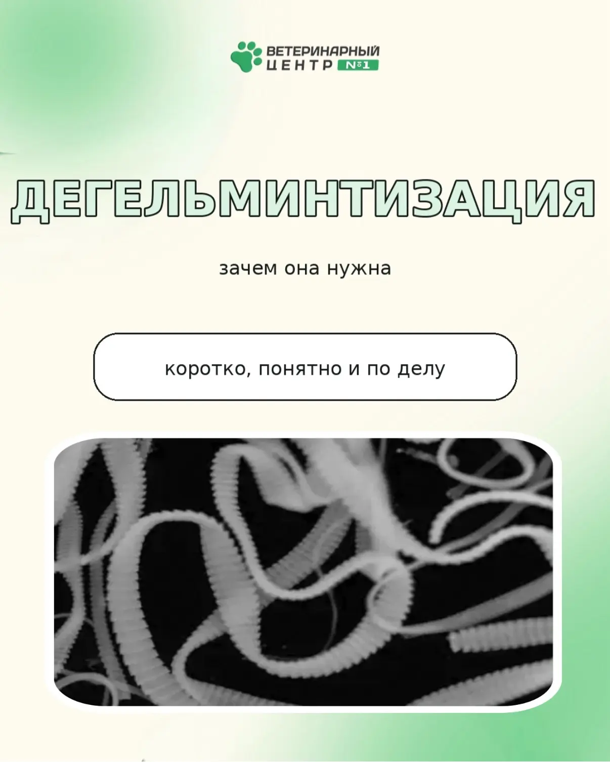 Дегельминтизация — важная часть заботы о здоровье питомцев🐾

Глисты могут долго не проявляться внеш