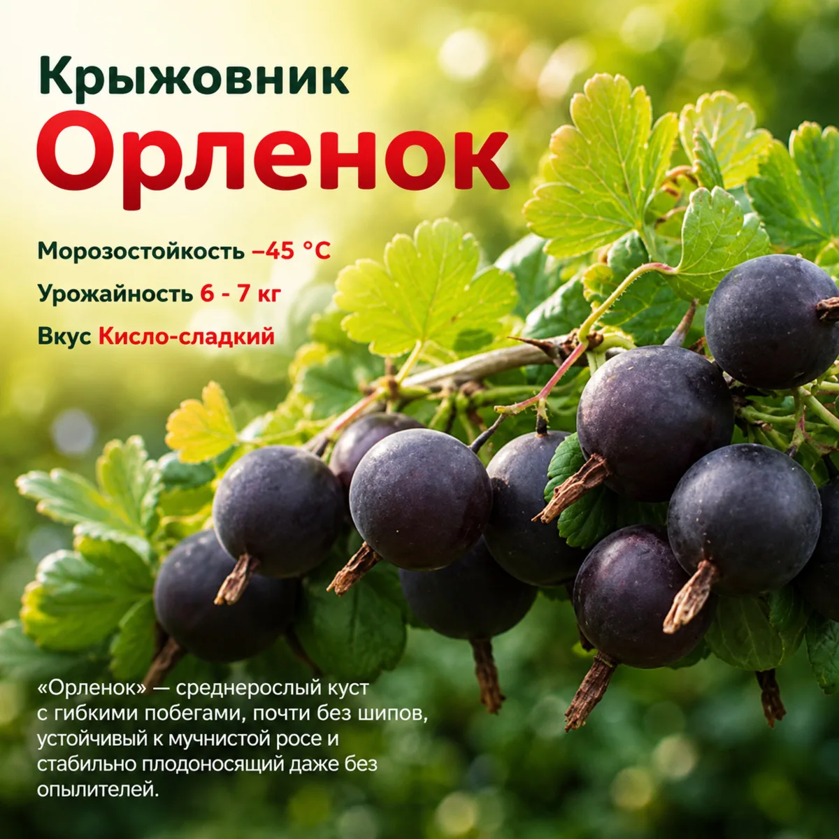 🌿 Собирать ягоды, а не колючки. Подборка сортов без шипов

Друзья, кто из вас не обдирал руки о м