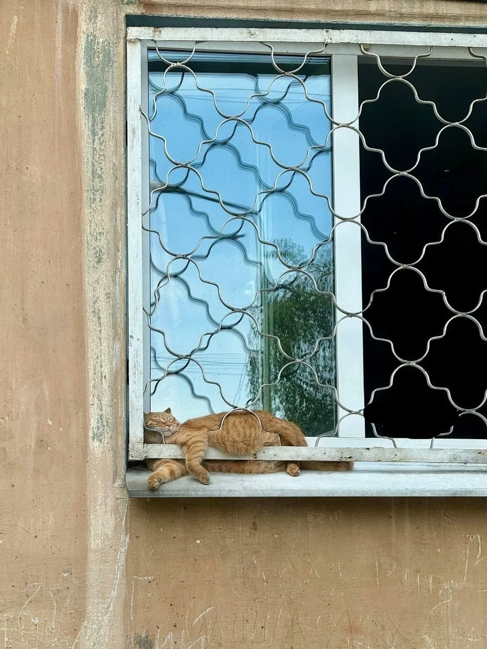 🐱 Кошка на окошке