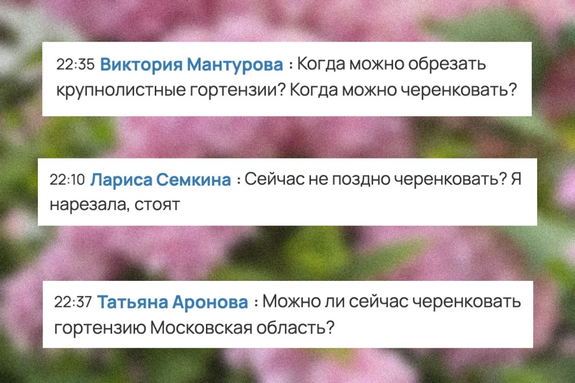 Новый эфир по вашим вопросам 🔔

Вчера в школе «Умный садовник» прошёл прямой эфир о гортензиях — и 