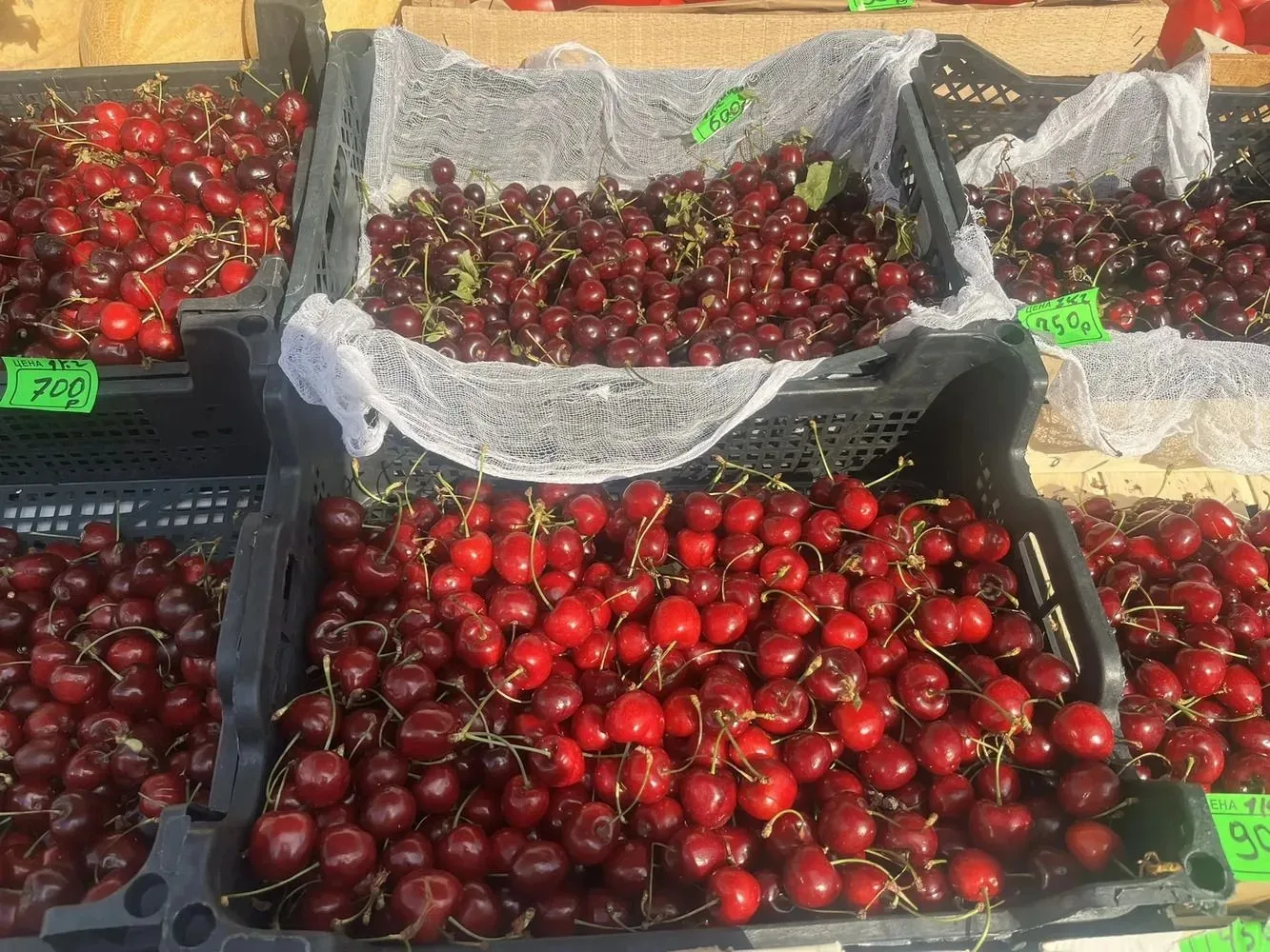 🍒 Сочные ягоды и броская плесень: чем радует и огорчает петербуржцев начало сезона черешни

В Петер