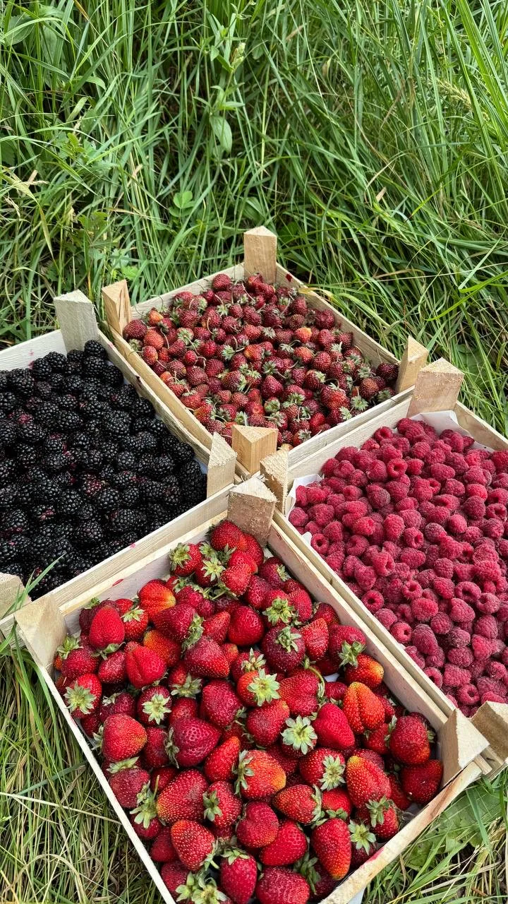 🍓🍇 ЯГОДЫ И ФРУКТЫ ИЗ КЫРГЫЗСТАНА В ИЖЕВСКЕ!
🌴 ЭКЗОТИКА СО ВСЕГО МИРА - ПРЯМЫЕ ПОСТАВКИ ОТ ШЕФ, СЕ