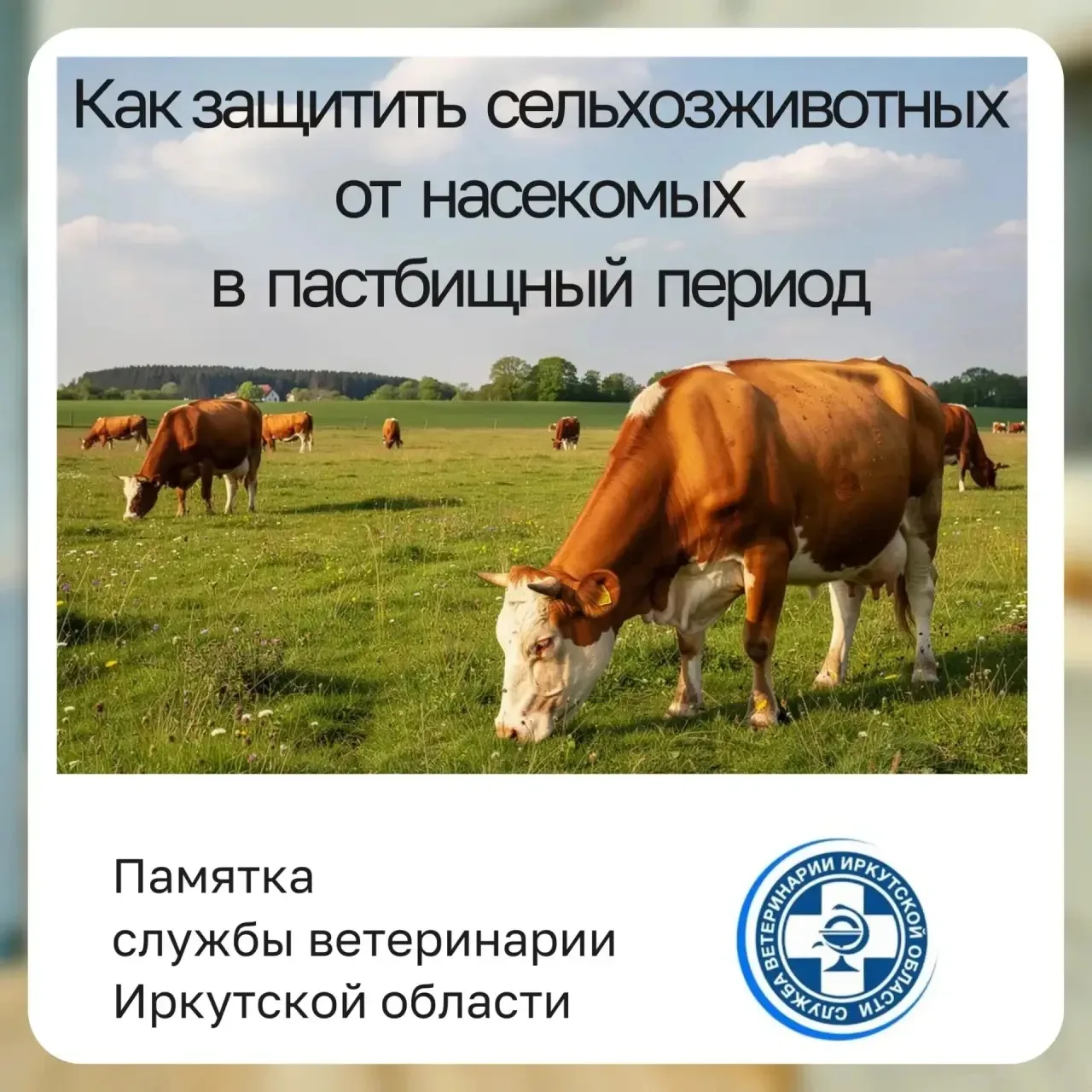 ‼️С началом пастбищного периода связано массовое появление насекомых, укусы которых вызывают болевые