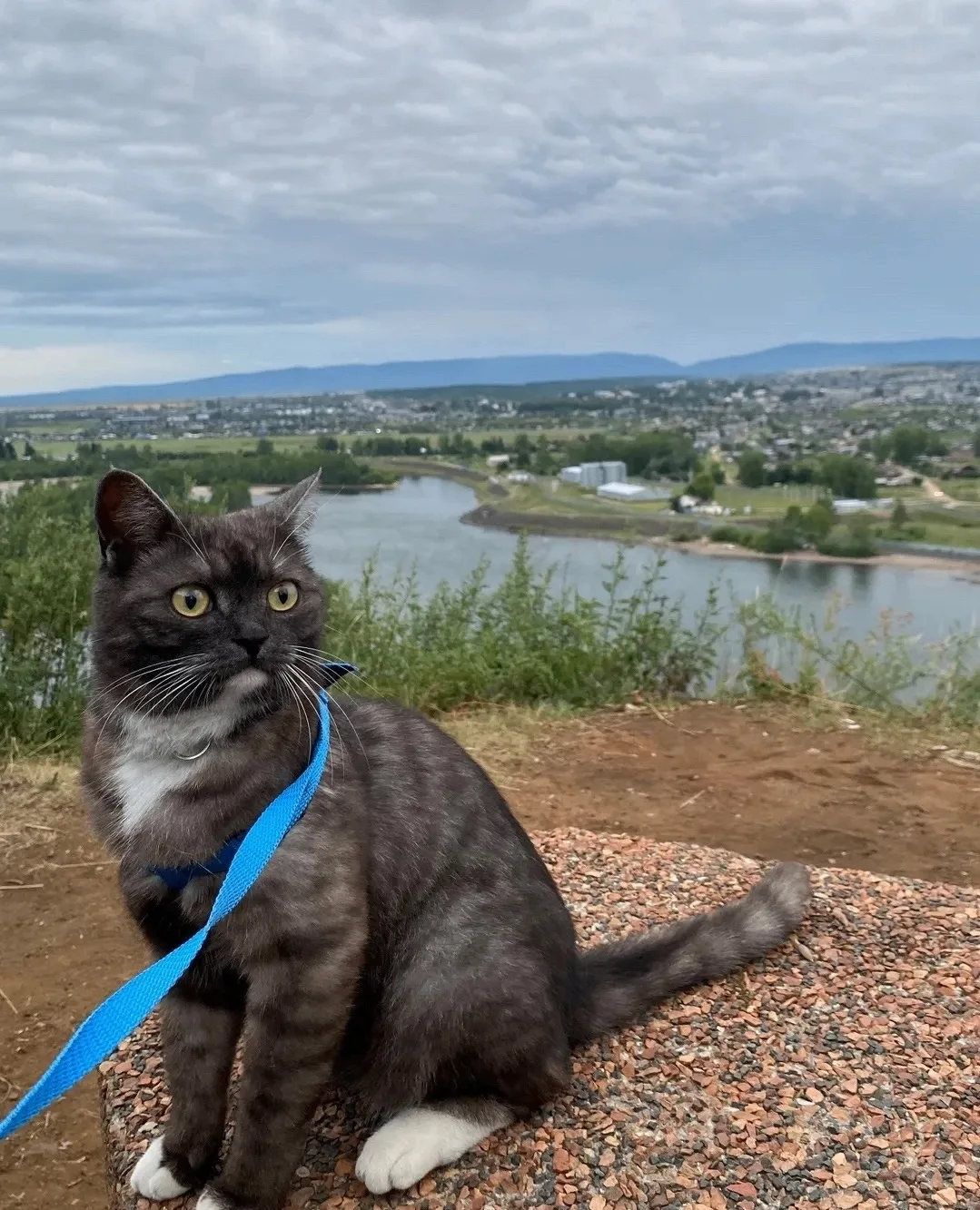 Мой котик передает всем большой МЯУ с вознесенки!