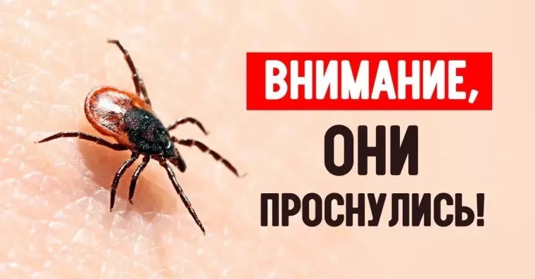 ⚠️ Клещи уже проснулись! Как защитить детей — памятка для всей семьи

Друзья, весна и лето — время п