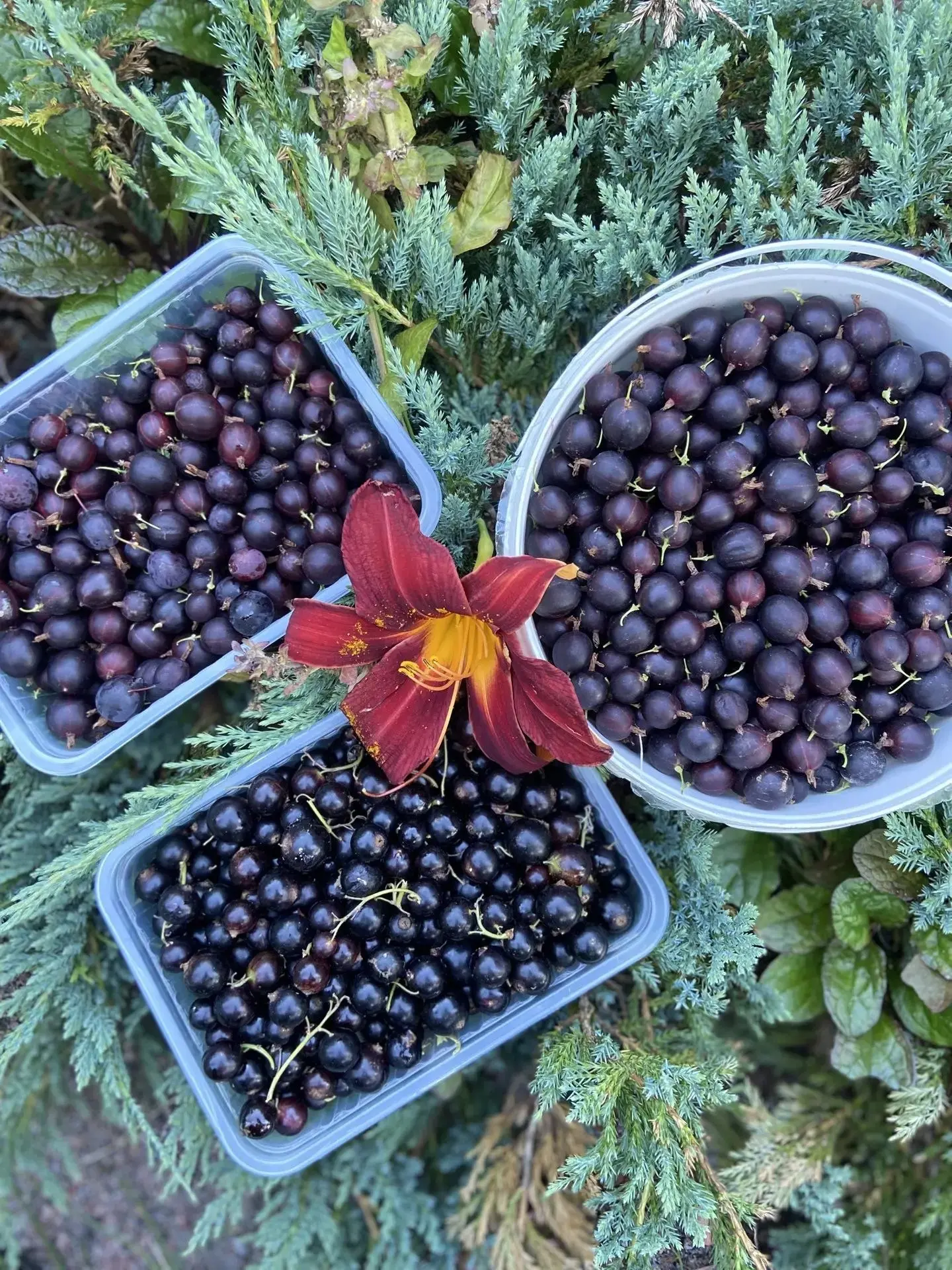 ПРОДАНО❗️

Продаётся 1кг чёрной смородины, 2,5 чёрного крыжовника 1200 ₽) куст  Анемона, очень краси