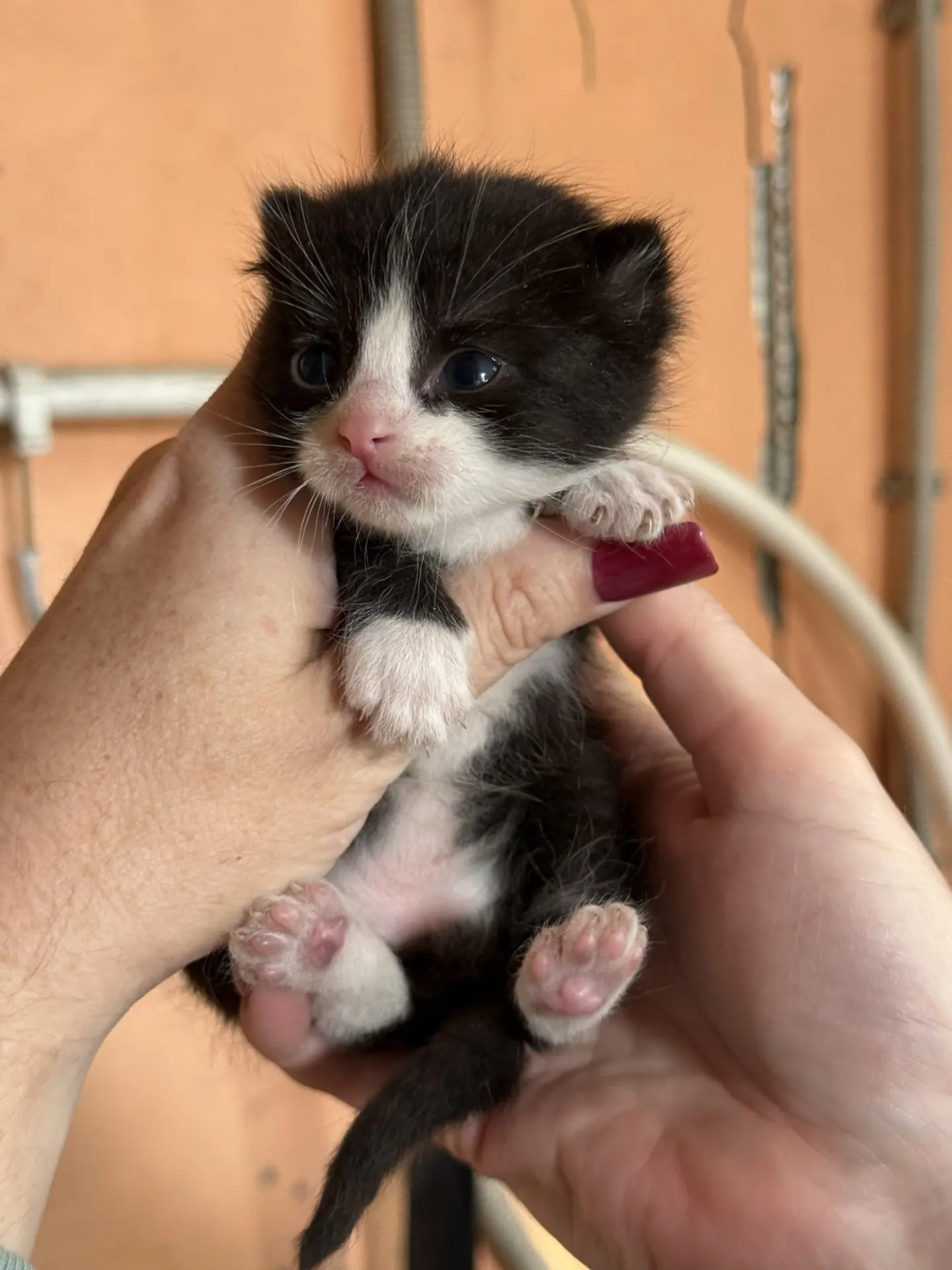 ‼️Срочно ищем котятам дом 🐾🏠 

К нам на производство пришла  кошка - оказалась беременной, мы не с