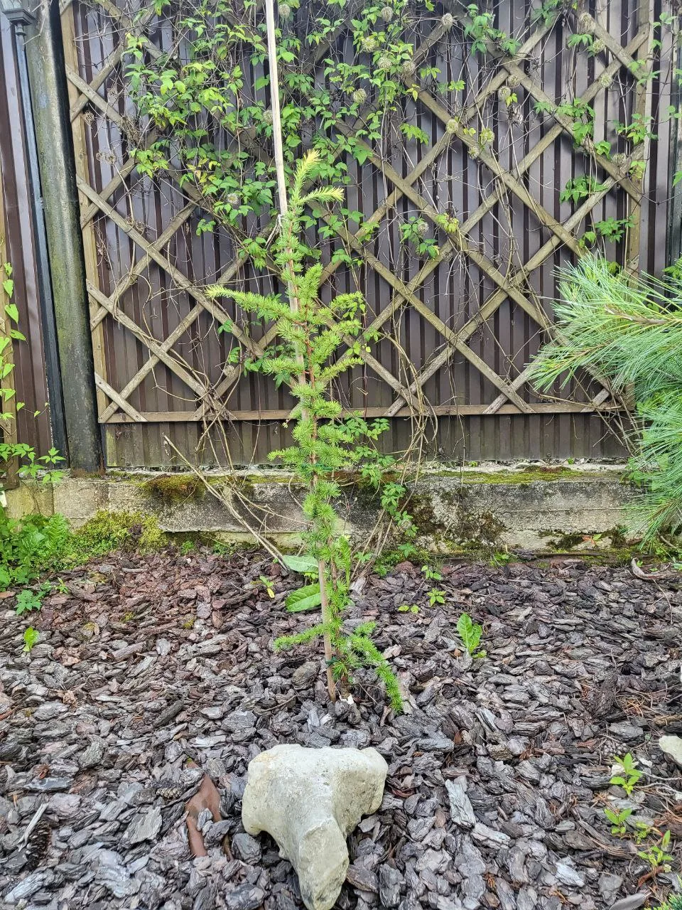 РАСТЕНИЕ ДНЯ

Larix kaempferi 'Hemeloor'
Лиственница японская

Московская обл., Раменский р-н
Возрас