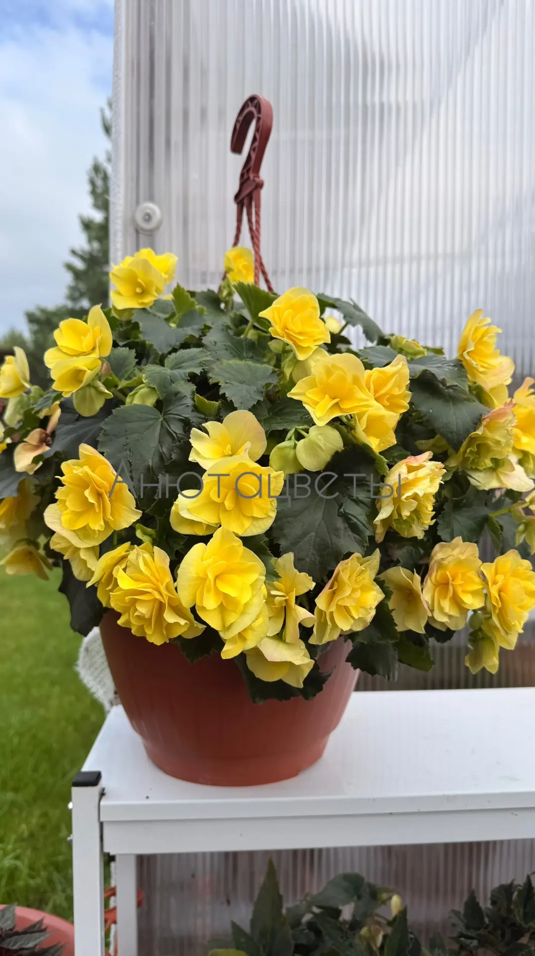 Всем привет 👍 даже не буду рассказывать, какая погода 😀🌧️
Лучше покажу бегонию  Solenia Yellow, э