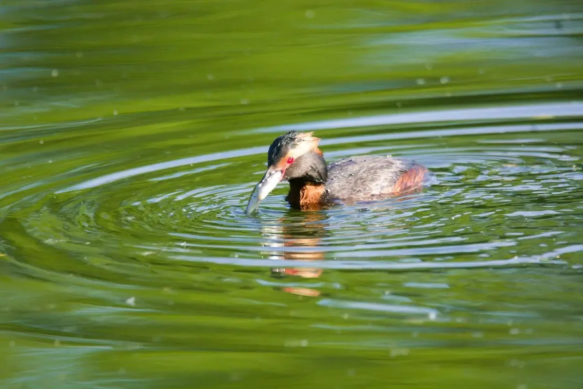 🦆 В Терлецком лесопарке поселилась поганка

Птица вила гнездо - впервые в черте города. 

Поганка з