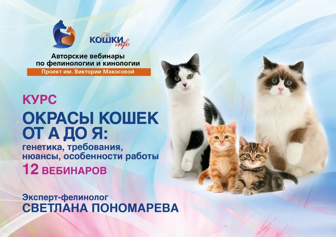 Королевский окрас: в особенностях окраса колорпойнт, правильной работе с ним и его генетических особ