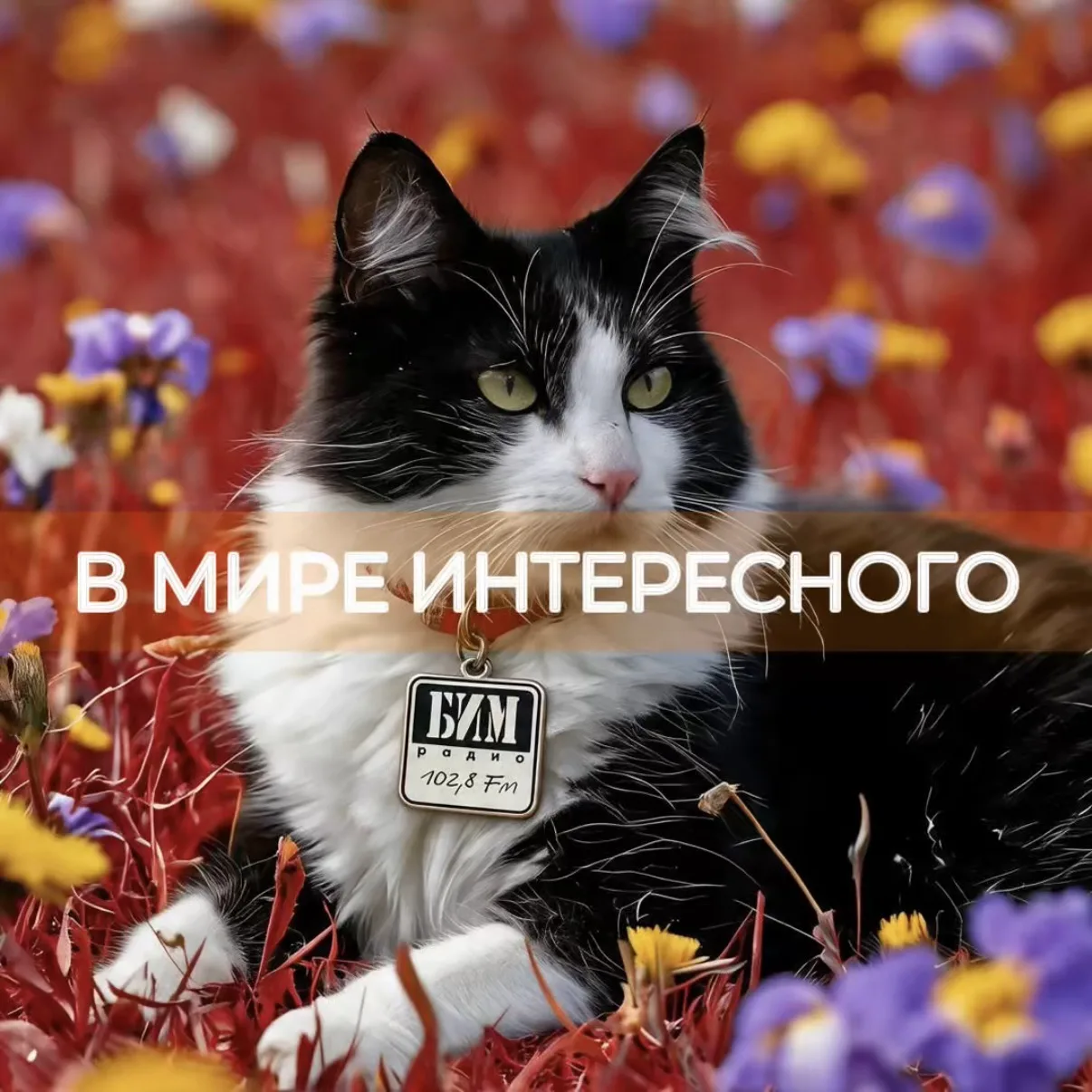 В МИРЕ ИНТЕРЕСНОГО

Любопытно,
что зрение кошки одновременно и лучше и хуже человеческого,
лучше, по
