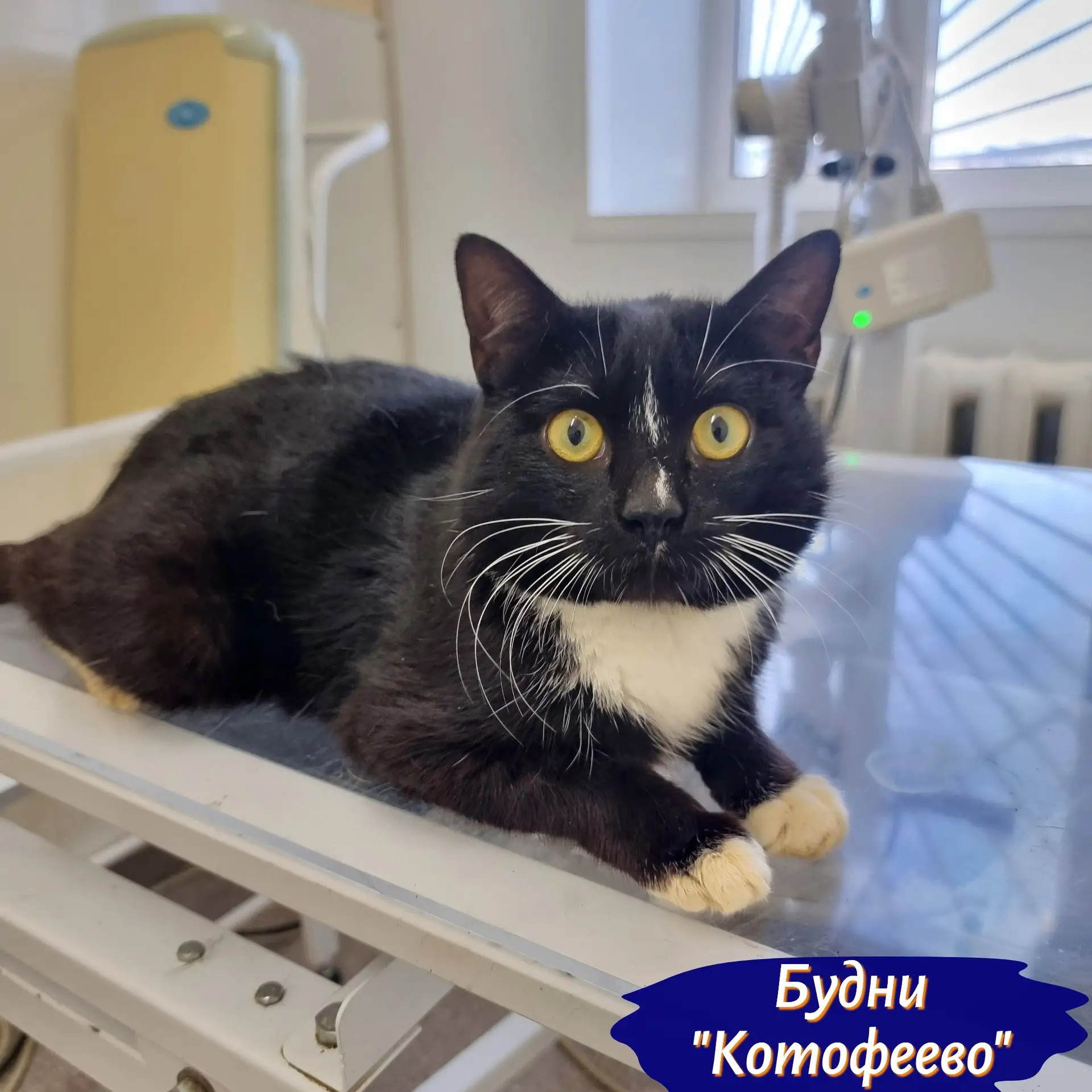 Сегодня ветеринарную клинику посетили сразу трое наших подопечных.
🐾 Котик с предприятия Базиль был