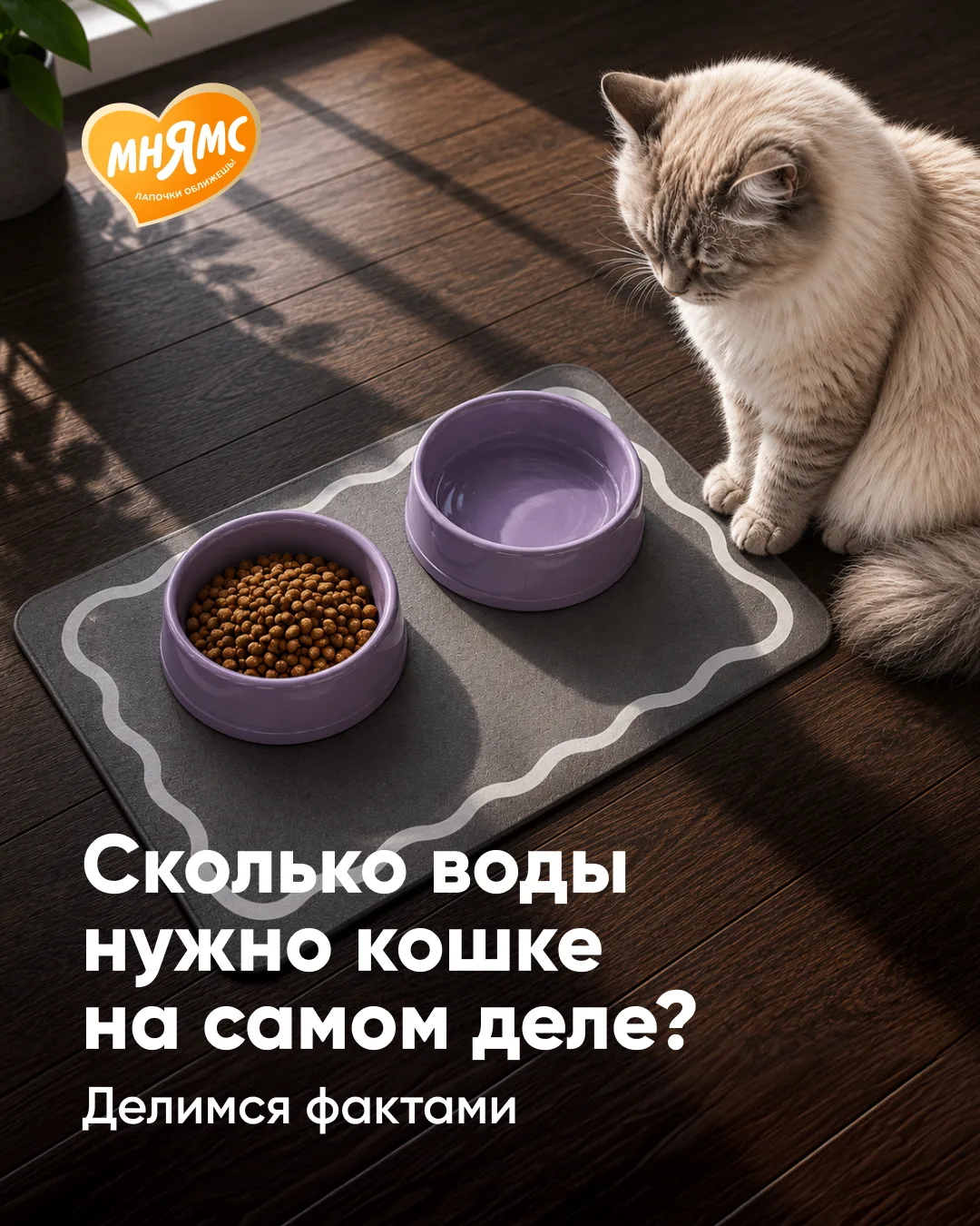Если кажется, что кошка пьет подозрительно мало, возможно, вам не кажется 👀

В карточках разбираемс