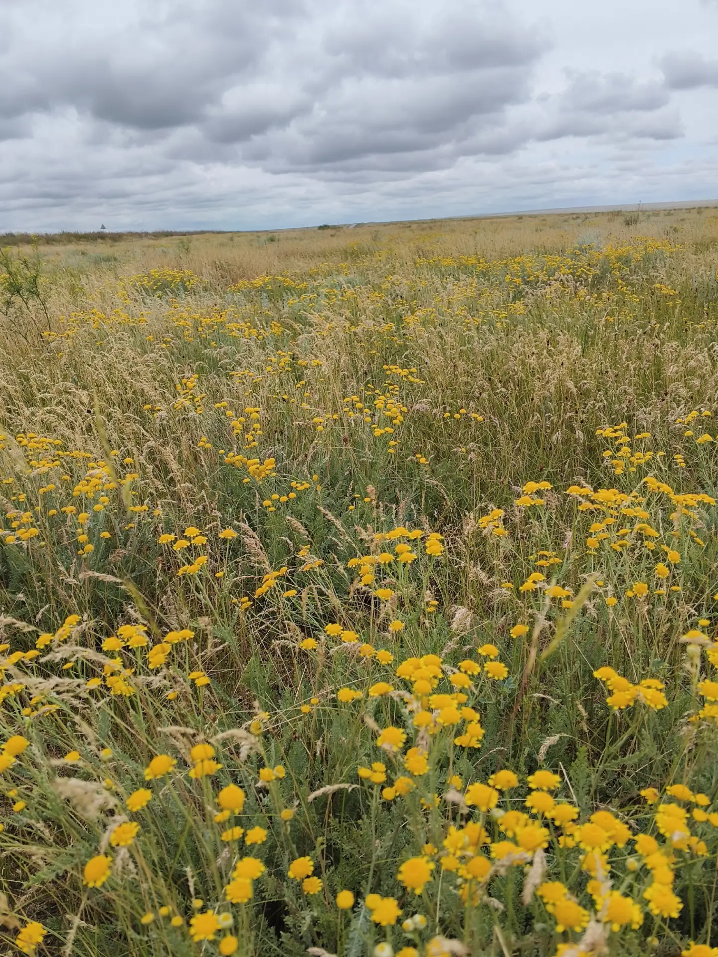 В степи массово зацвела пижма тысячелистниковая! 💛🌼

Если вы выйдете сейчас в степь, то среди зеле